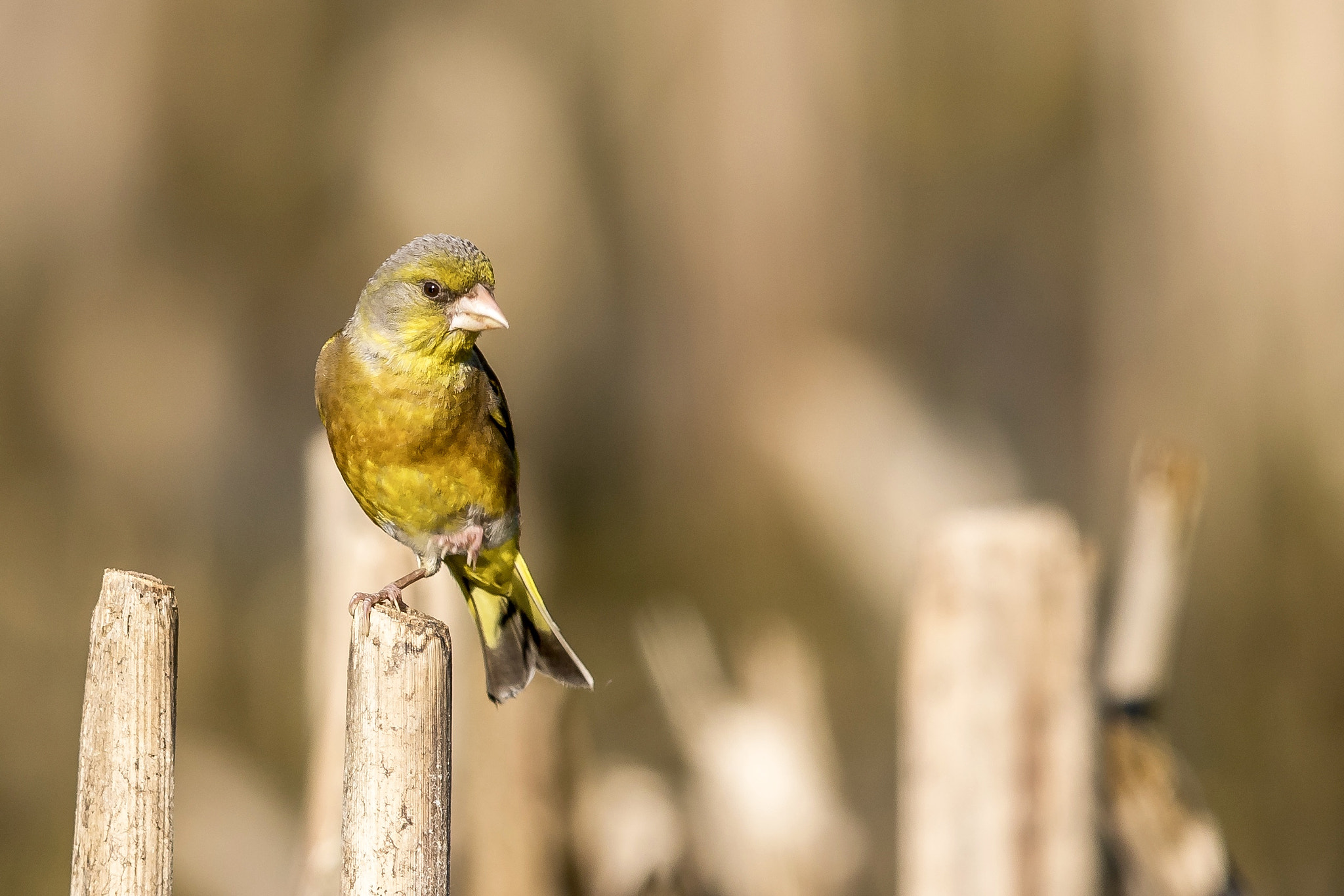 Canon EF 600mm F4L IS II USM sample photo. An oriental greenfinch standing with only one leg  ... photography