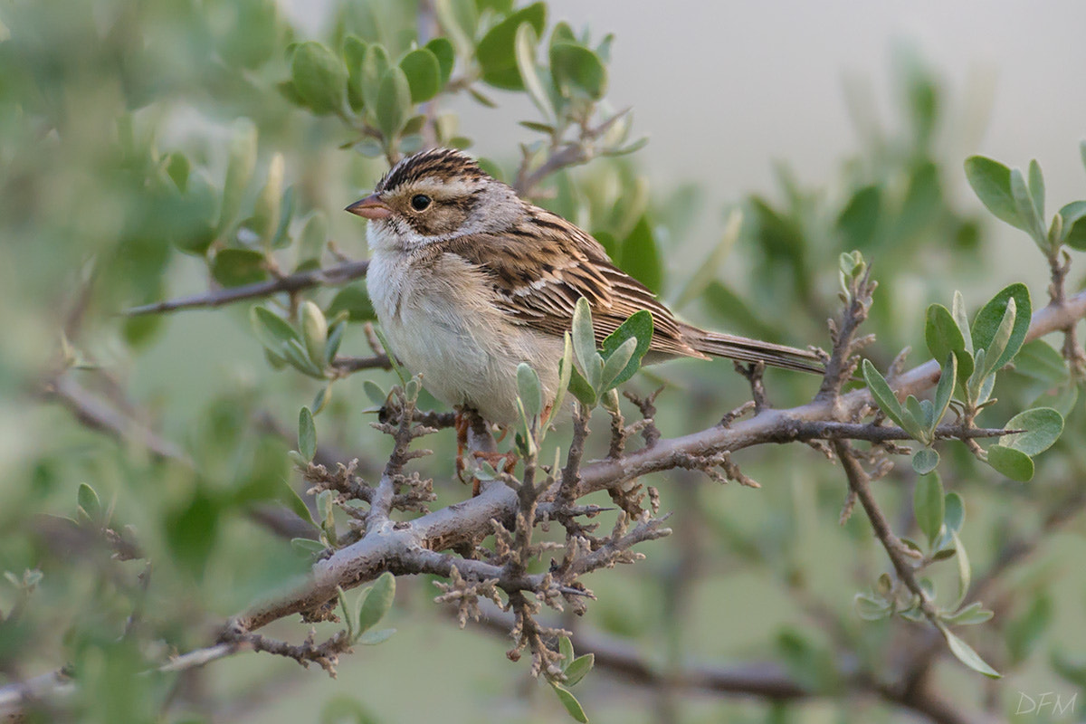 Nikon AF-S Nikkor 500mm F4D ED-IF II sample photo. Grasshopper sparrow photography