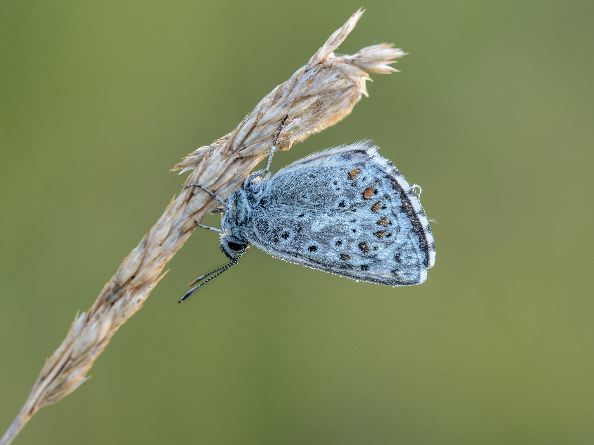 Sigma 150mm F2.8 EX DG OS Macro HSM sample photo. Polyommatus coridon photography