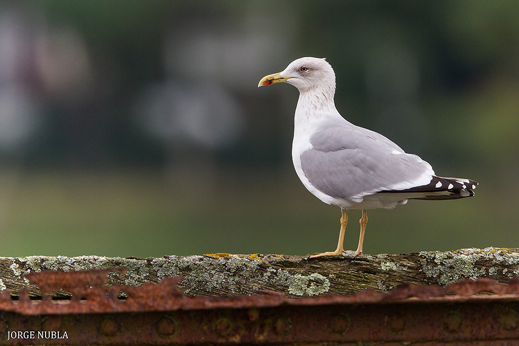 Canon EF 500mm F4L IS II USM sample photo. Gaviota patiamarilla (larus michahellis). photography