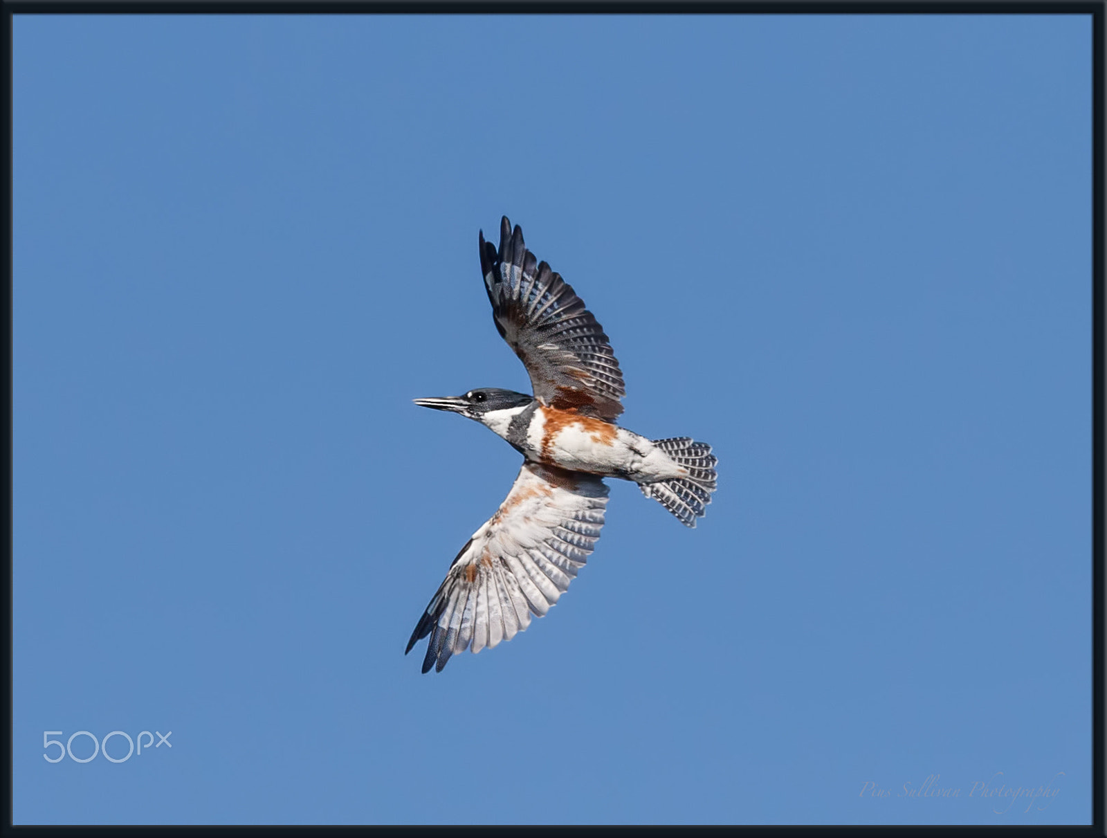 Canon EOS 7D Mark II + Canon EF 400mm F4 DO IS II USM sample photo. Belted kingfisher photography