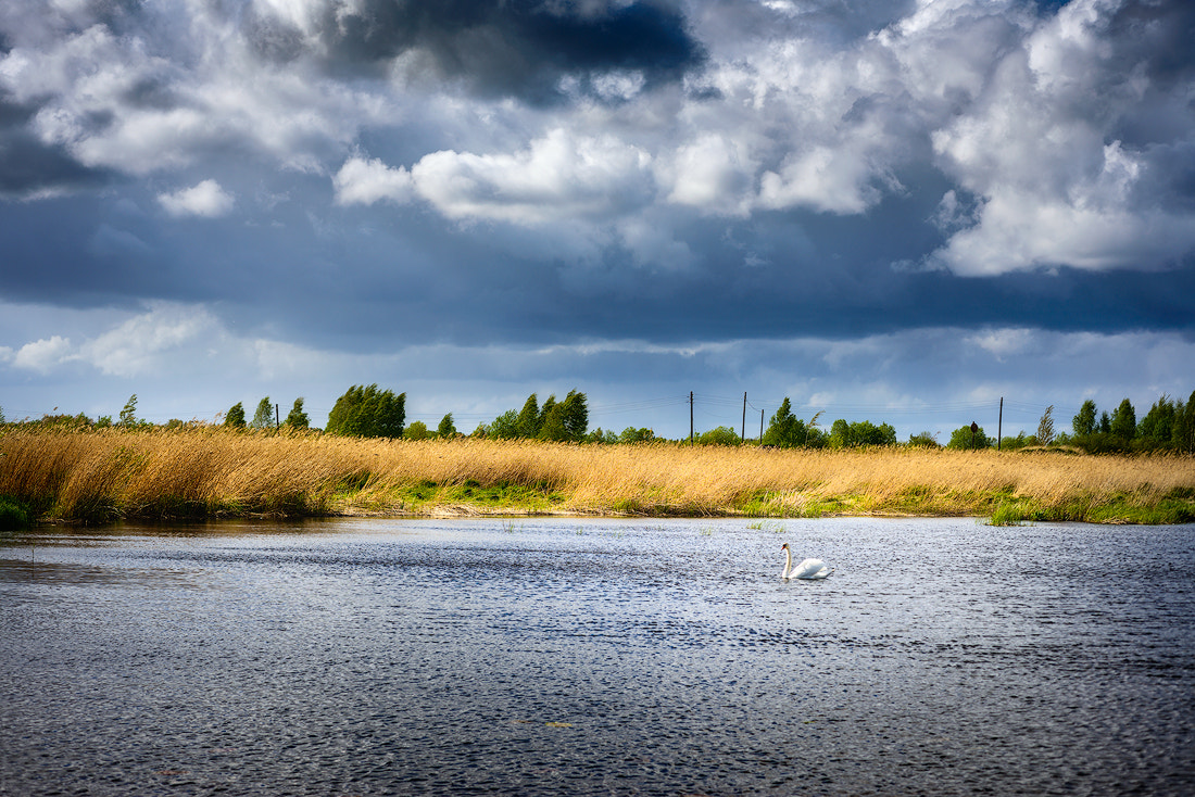 Nikon D800E + Nikon AF Micro-Nikkor 60mm F2.8D sample photo. White swan photography