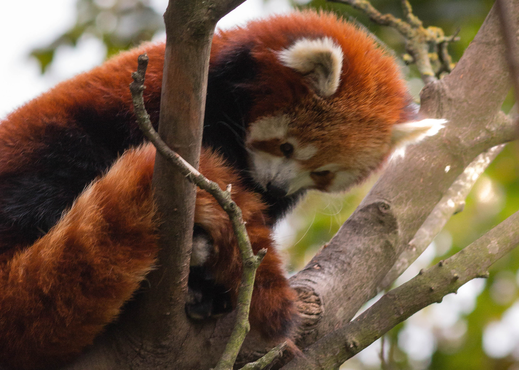 Canon EOS 70D + Canon EF 200mm F2.8L II USM sample photo. Cute red panda photography