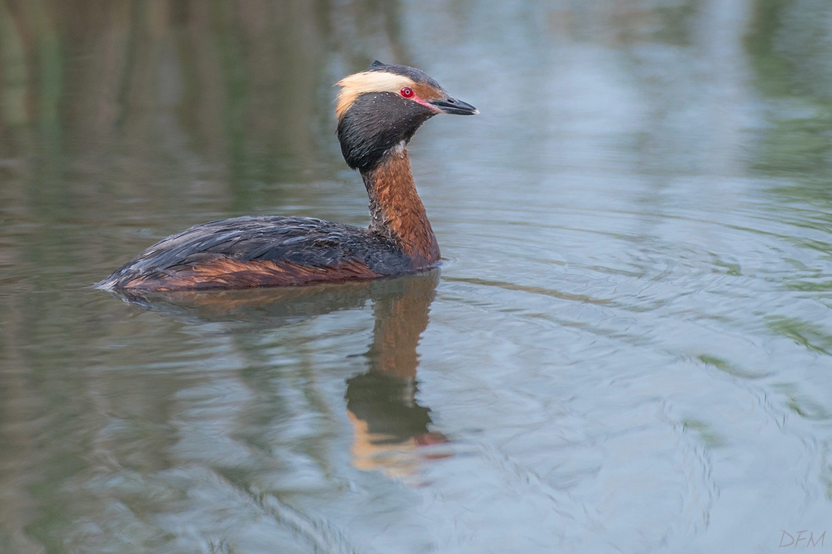 Nikon AF-S Nikkor 500mm F4D ED-IF II sample photo. Horned grebe photography