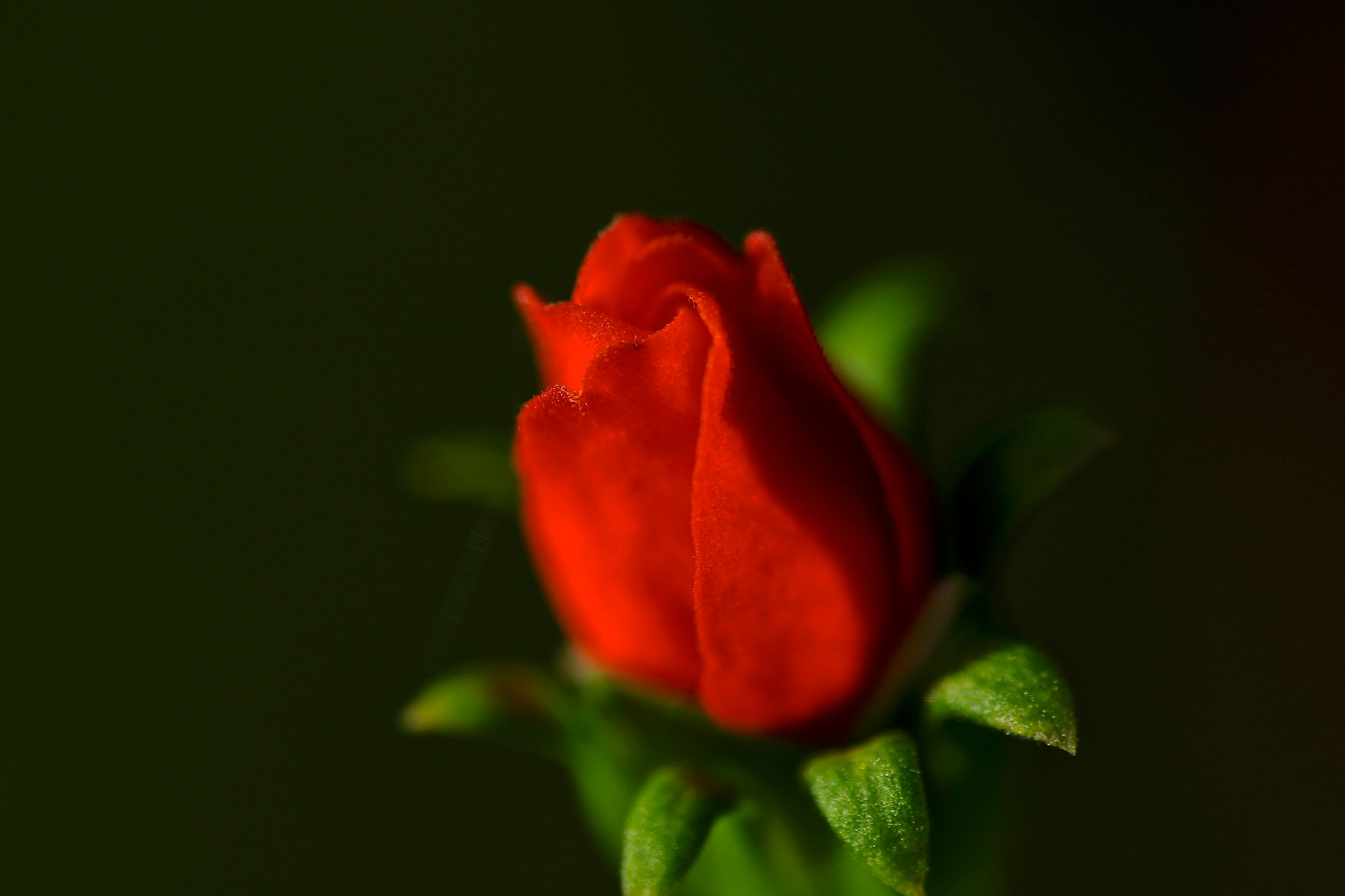 Sigma APO Macro 180mm F2.8 EX DG OS HSM sample photo. Sigma_180 photography