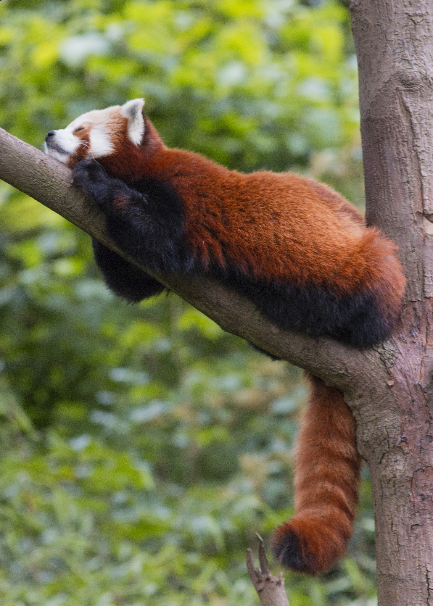 Canon EOS 70D + Canon EF 200mm F2.8L II USM sample photo. Sleepy red panda photography