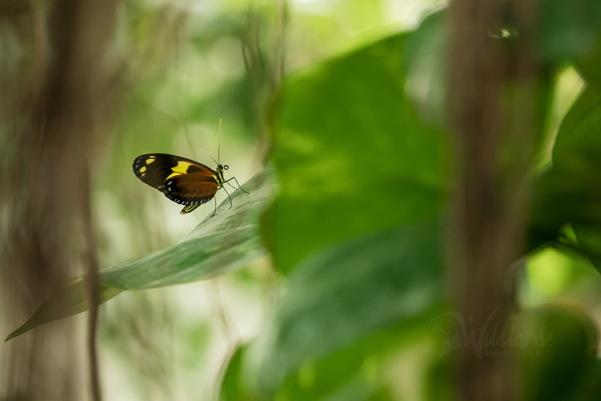 Sigma 105mm F2.8 EX DG OS HSM sample photo. Among the vines photography