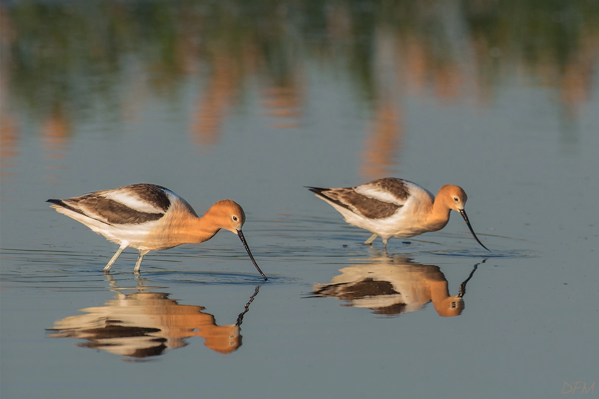 Nikon AF-S Nikkor 500mm F4D ED-IF II sample photo. American avocet photography