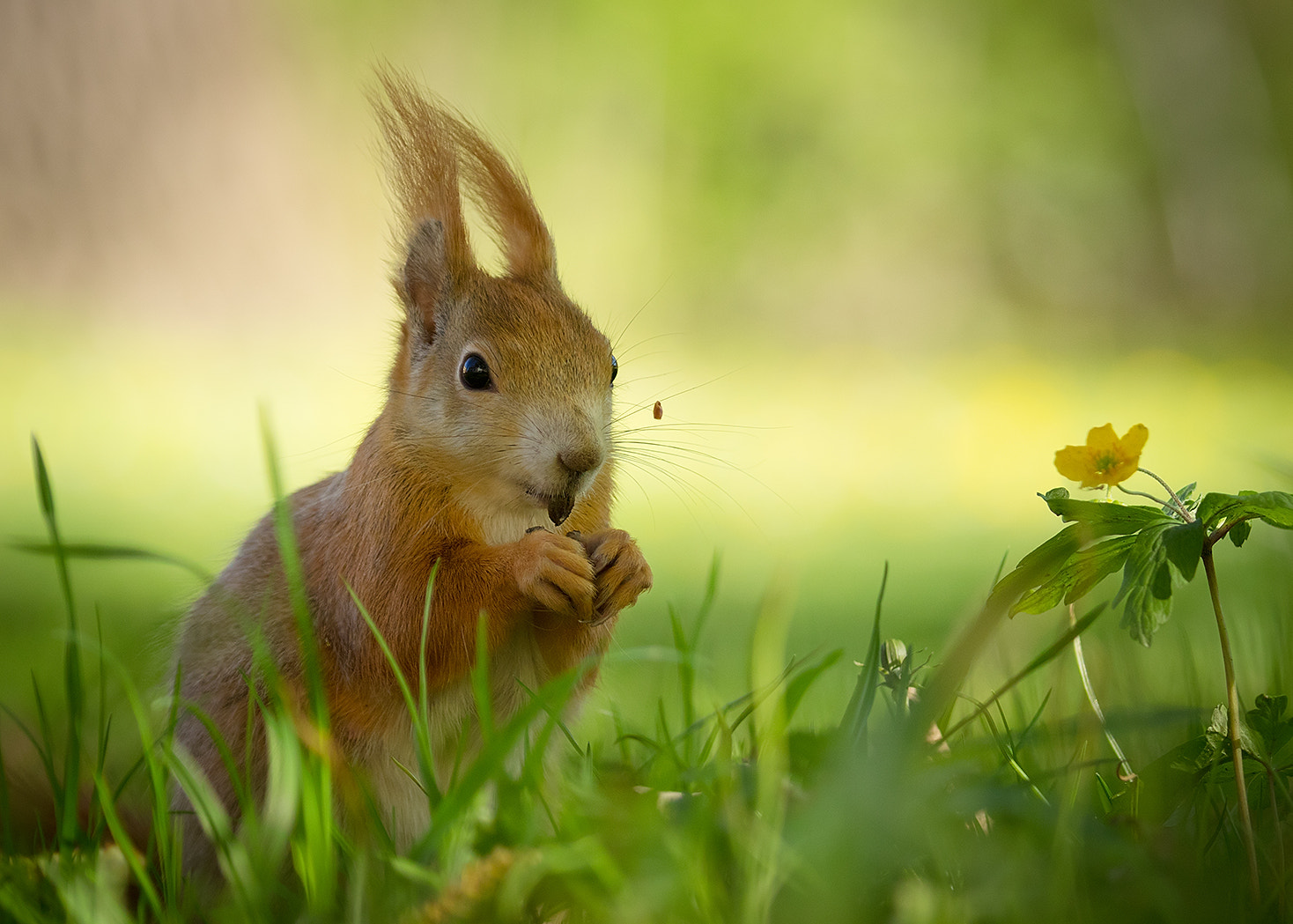 Canon EF 100-400mm F4.5-5.6L IS USM sample photo. Squirrel photography