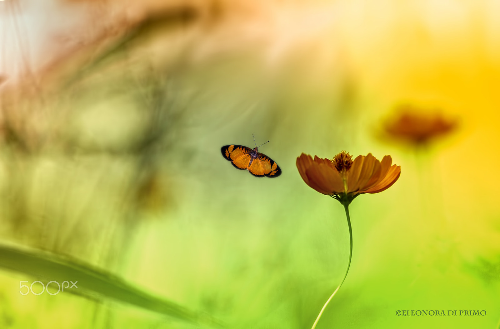 Canon EF 180mm F3.5L Macro USM sample photo. We can make it happen... photography