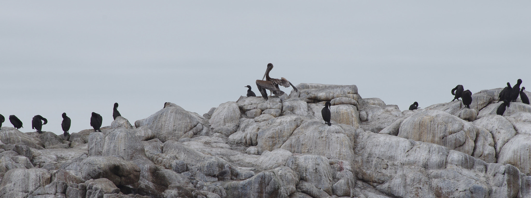 Pentax K-5 II sample photo. Pélican et cormorans #montereybay photography