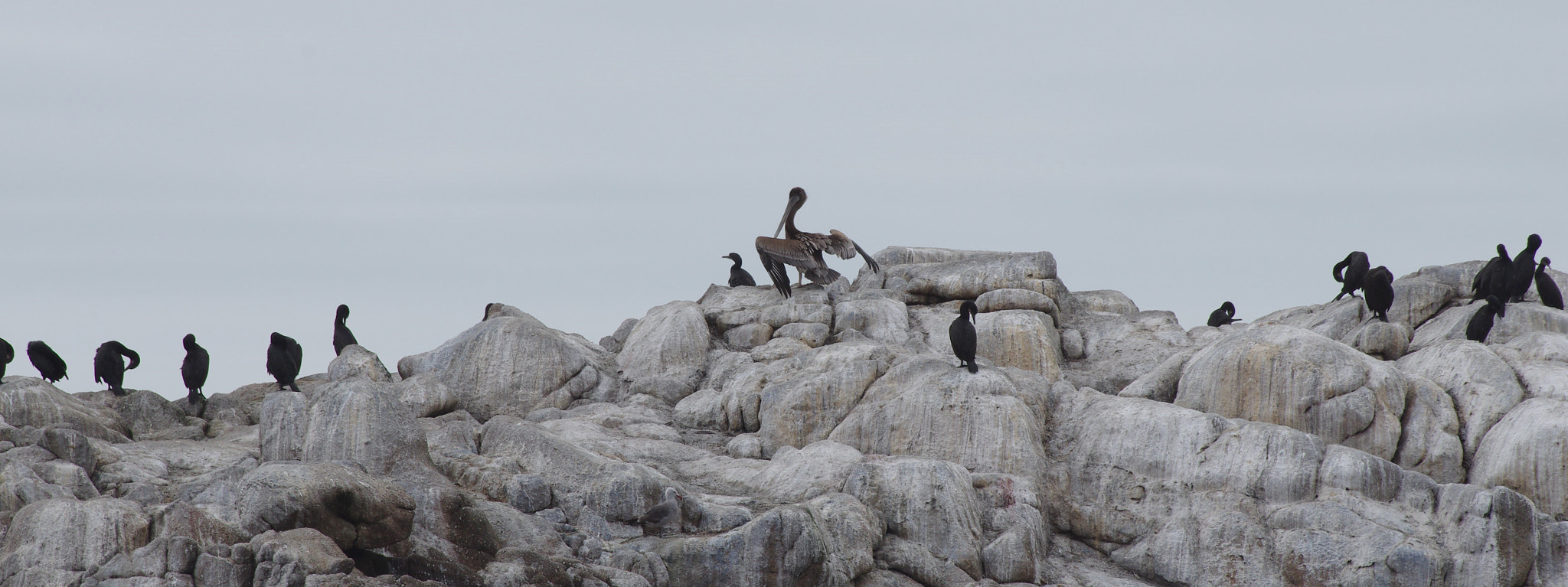 Sigma Lens (3 255) sample photo. Pélican et cormorans #montereybay photography