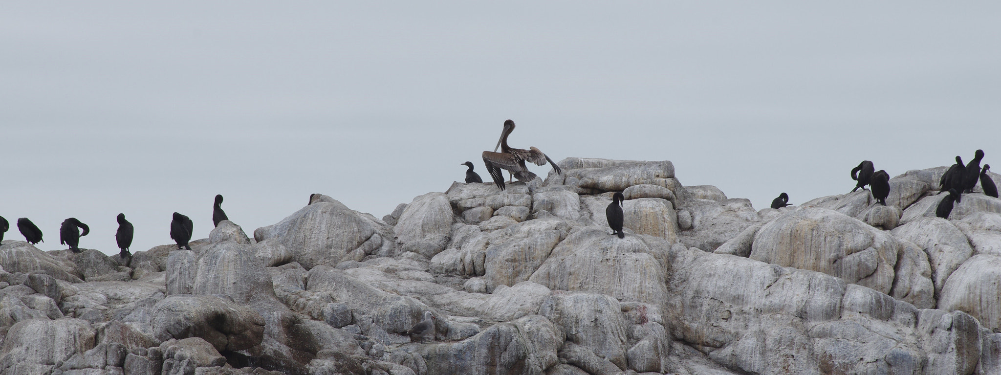 Pentax K-5 II + Sigma Lens (3 255) sample photo. Pélican et cormorans #montereybay photography