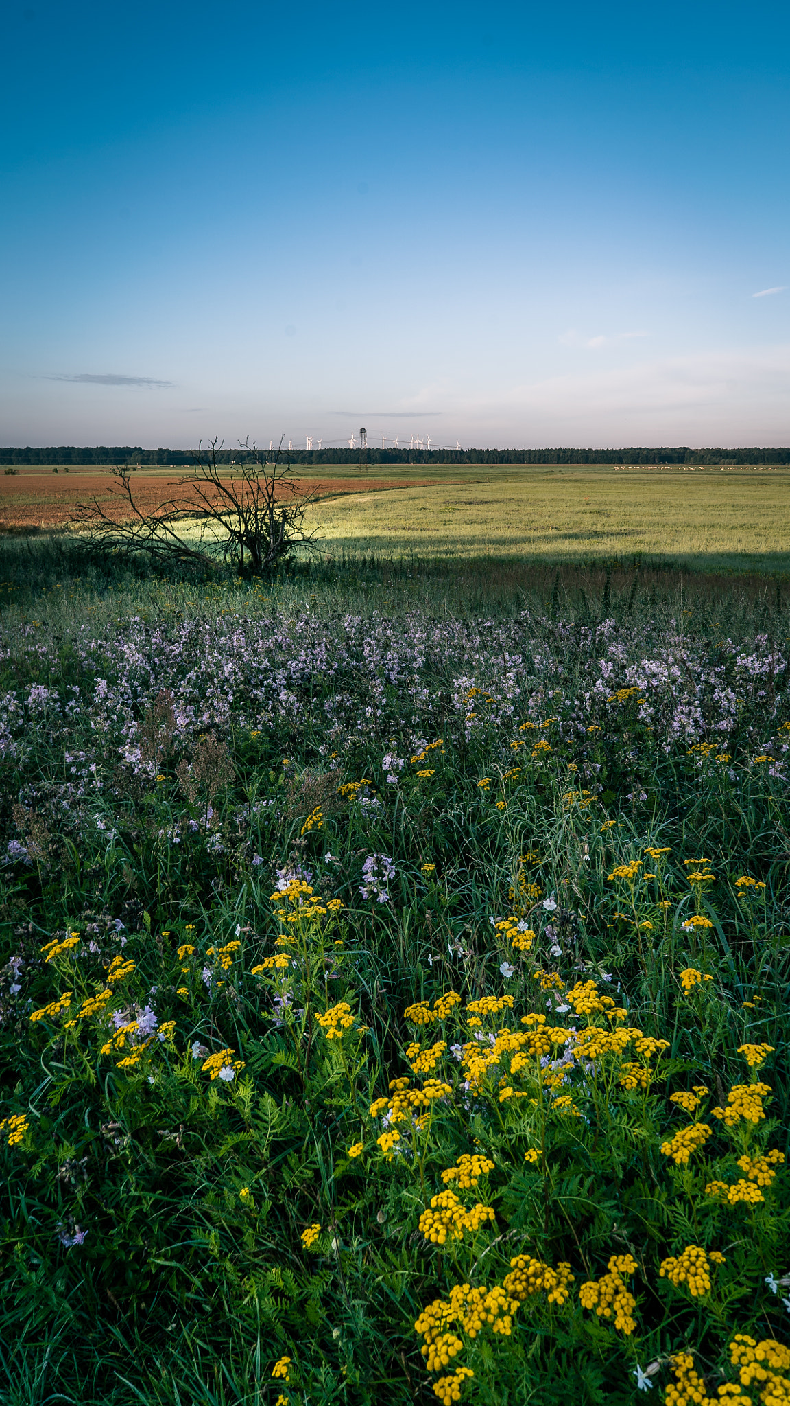 Sony FE 28mm F2 sample photo. Go for a walk in the morning photography