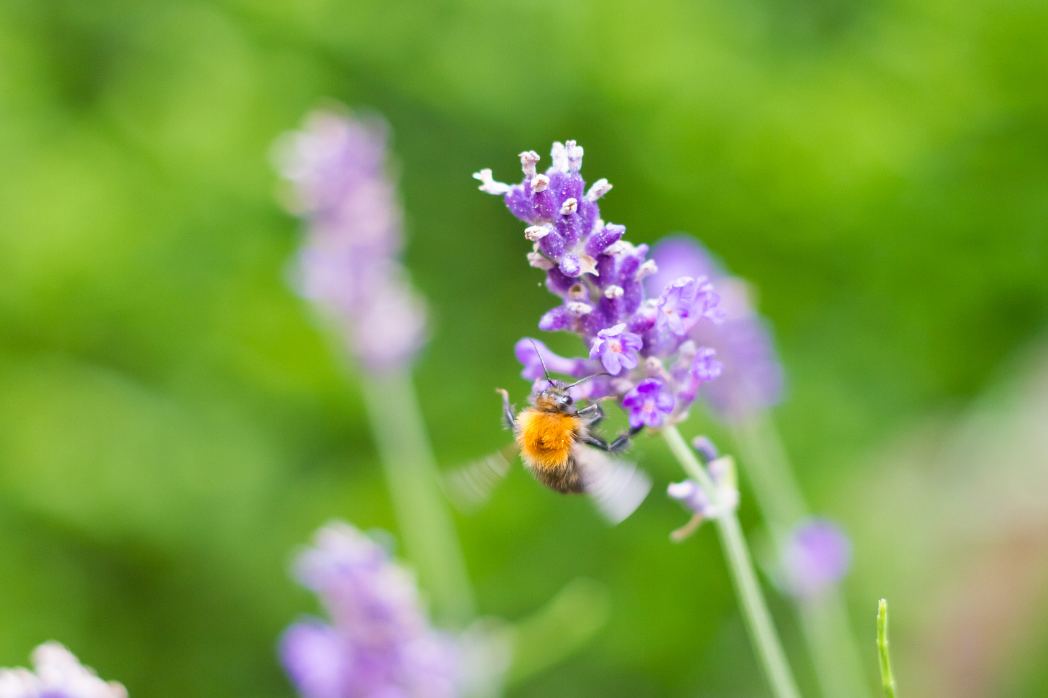 Canon EOS 7D + Canon EF 50mm F1.8 II sample photo. Bumblebee on lavender 1 photography