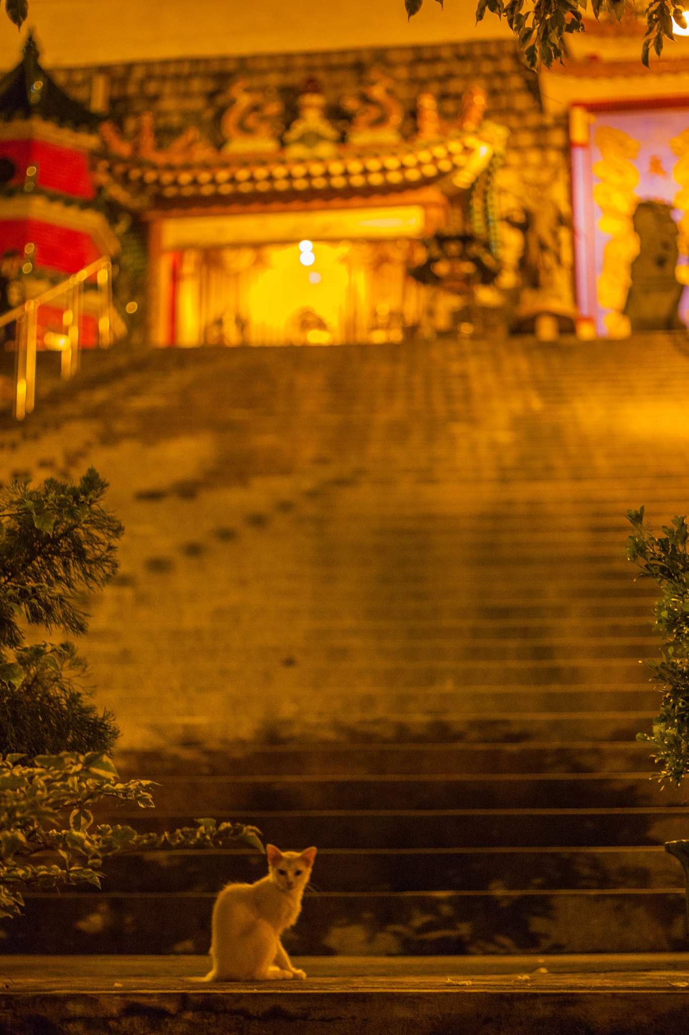 ZEISS Makro-Planar T* 50mm F2 sample photo. Temple's cat photography