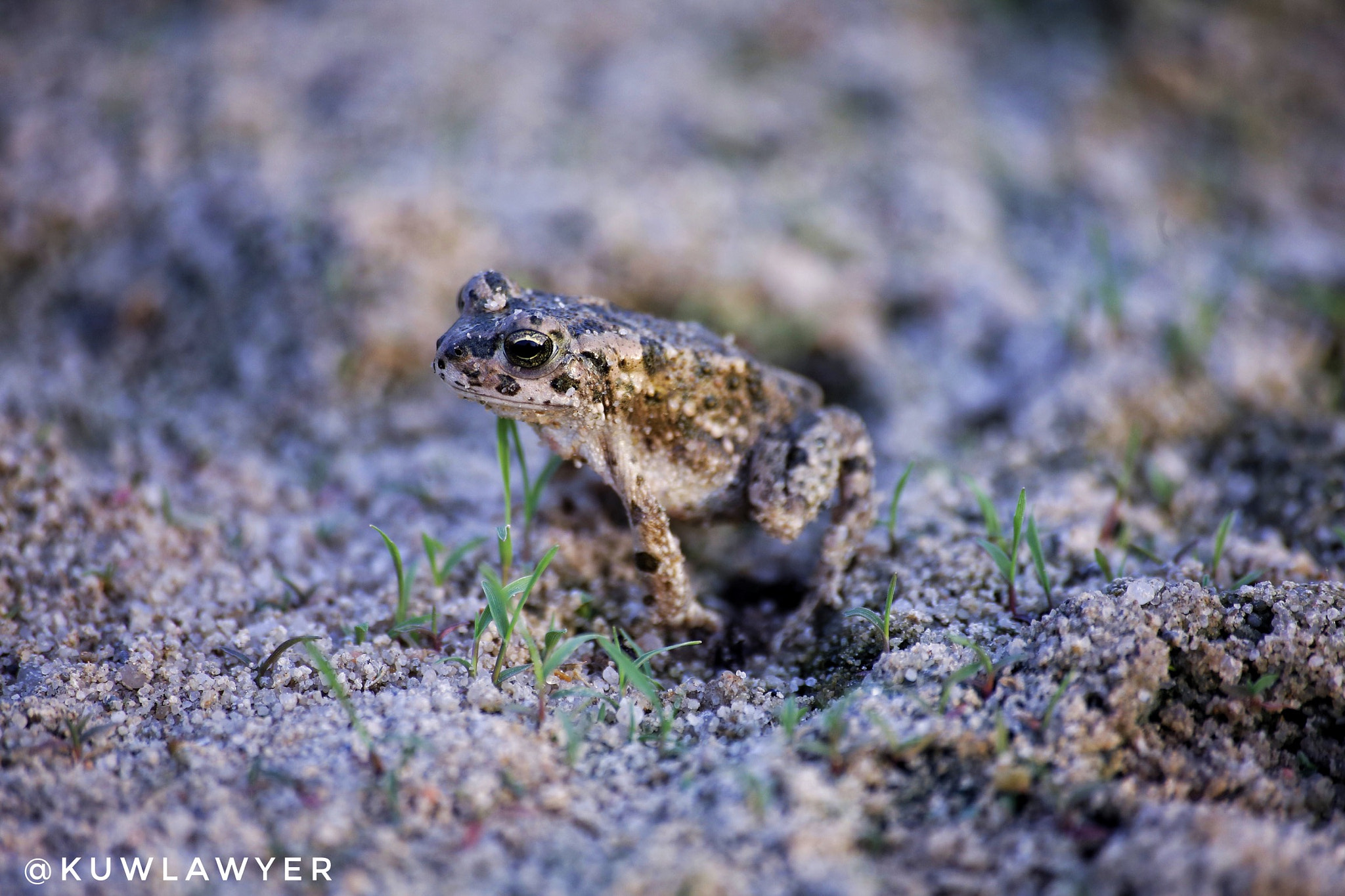 Canon EOS 6D + Canon 70-300mm sample photo. Frog photography