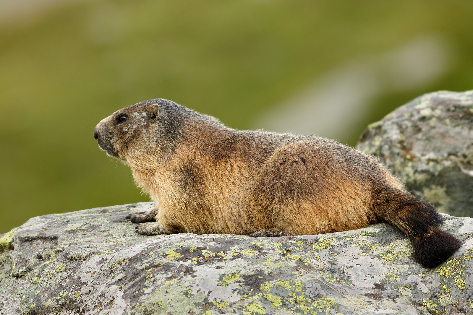 Canon EOS 760D (EOS Rebel T6s / EOS 8000D) + Canon EF 400mm F5.6L USM sample photo. Svišť horský photography