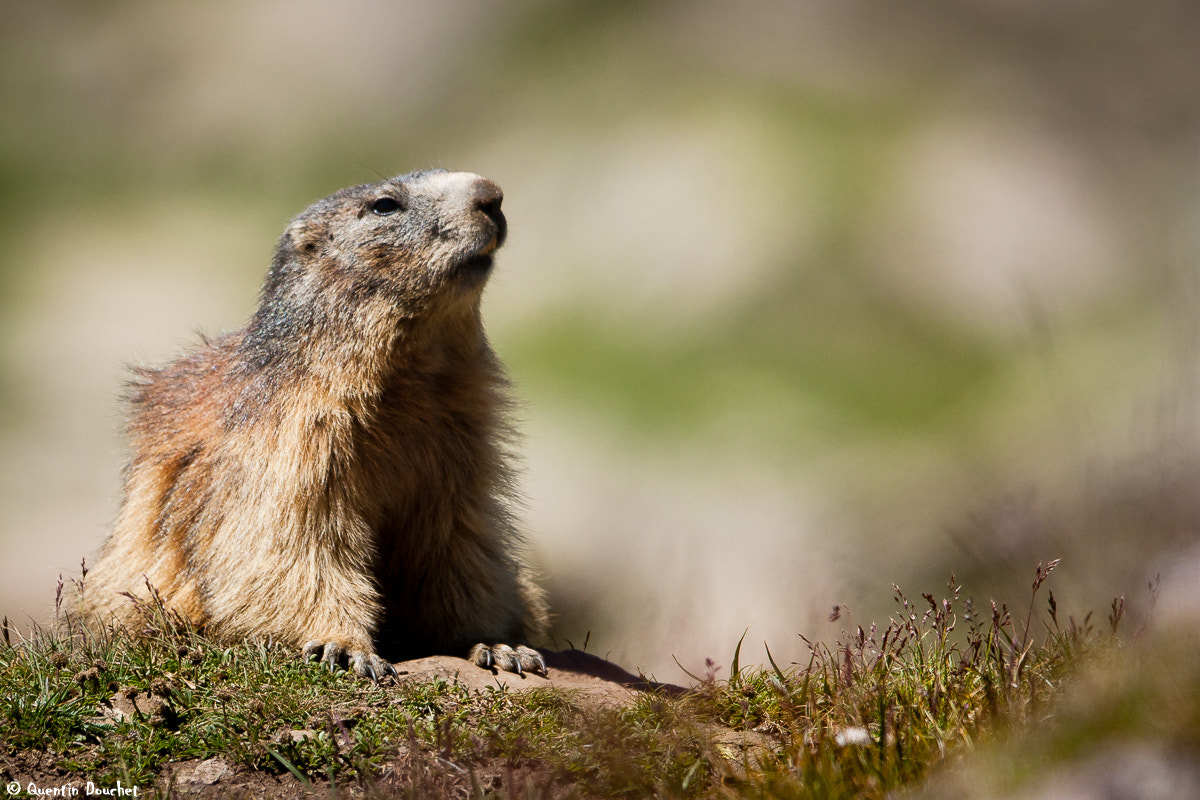 Canon EF 600mm F4L IS II USM sample photo. Marmotte photography