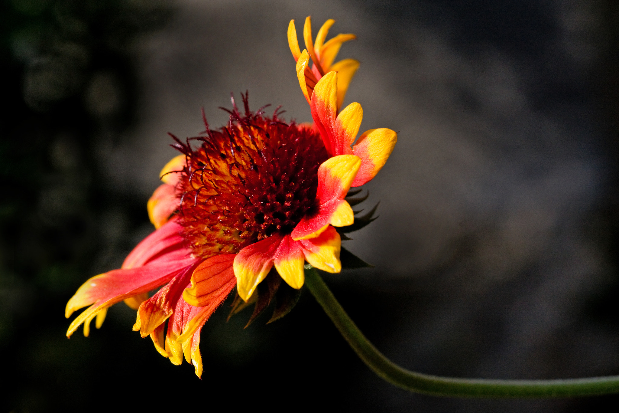 Canon EOS 40D + Canon EF 100mm F2.8 Macro USM sample photo. Smoky flower photography