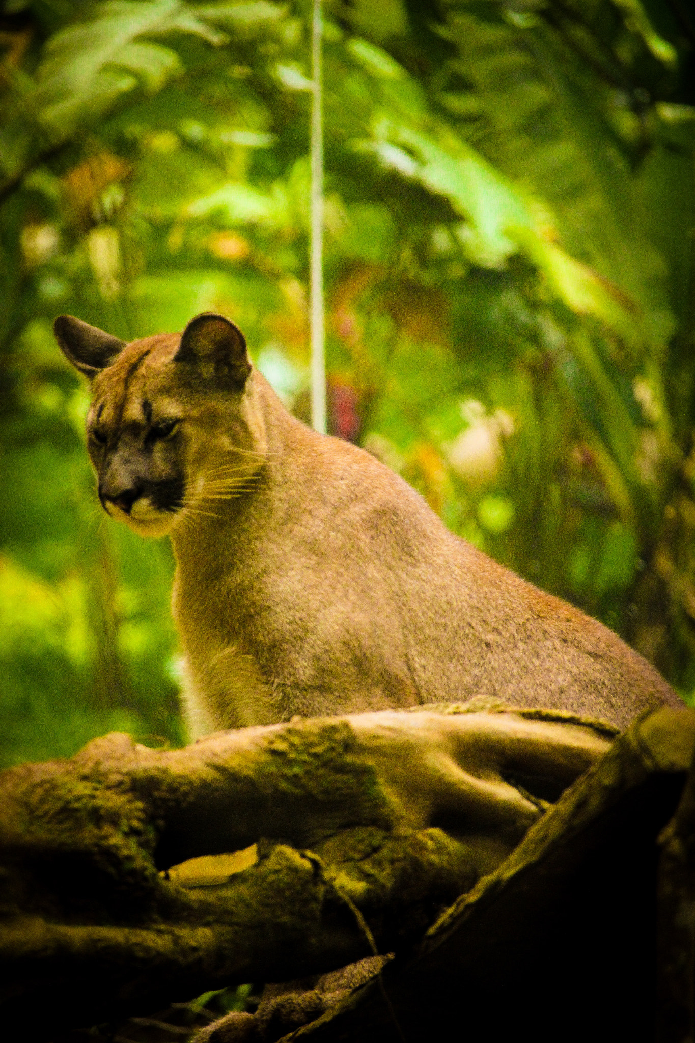 Canon EF-S 55-250mm F4-5.6 IS STM sample photo. Big cat photography