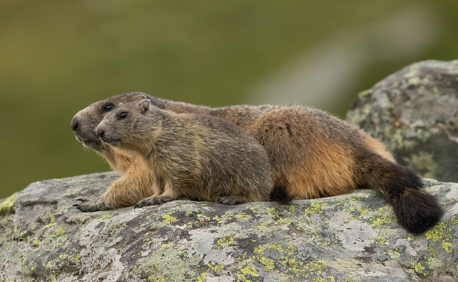 Canon EOS 760D (EOS Rebel T6s / EOS 8000D) + Canon EF 400mm F5.6L USM sample photo. Svišť horský photography