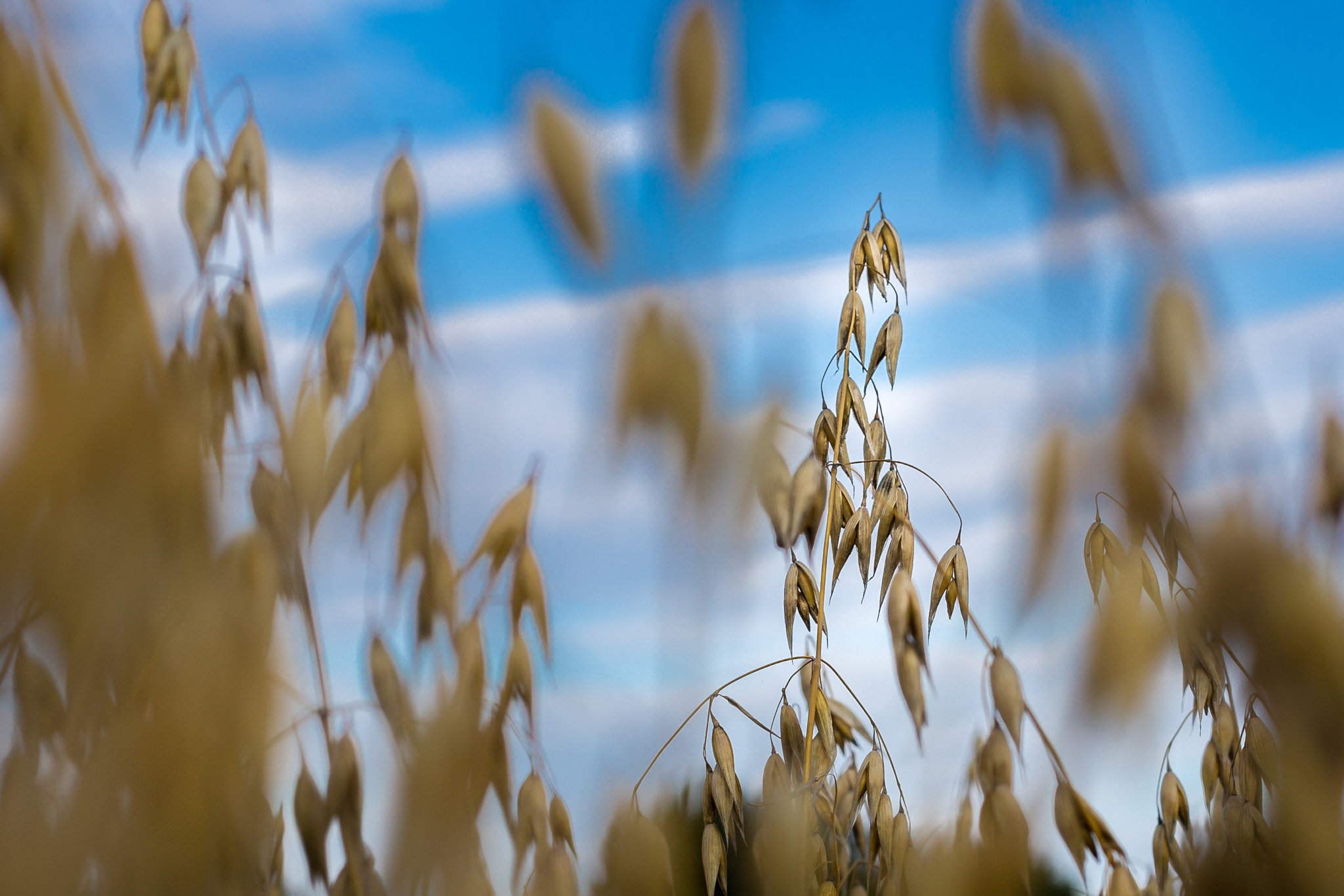 Canon EOS 6D + Canon EF 50mm F1.8 II sample photo. Cornfield photography