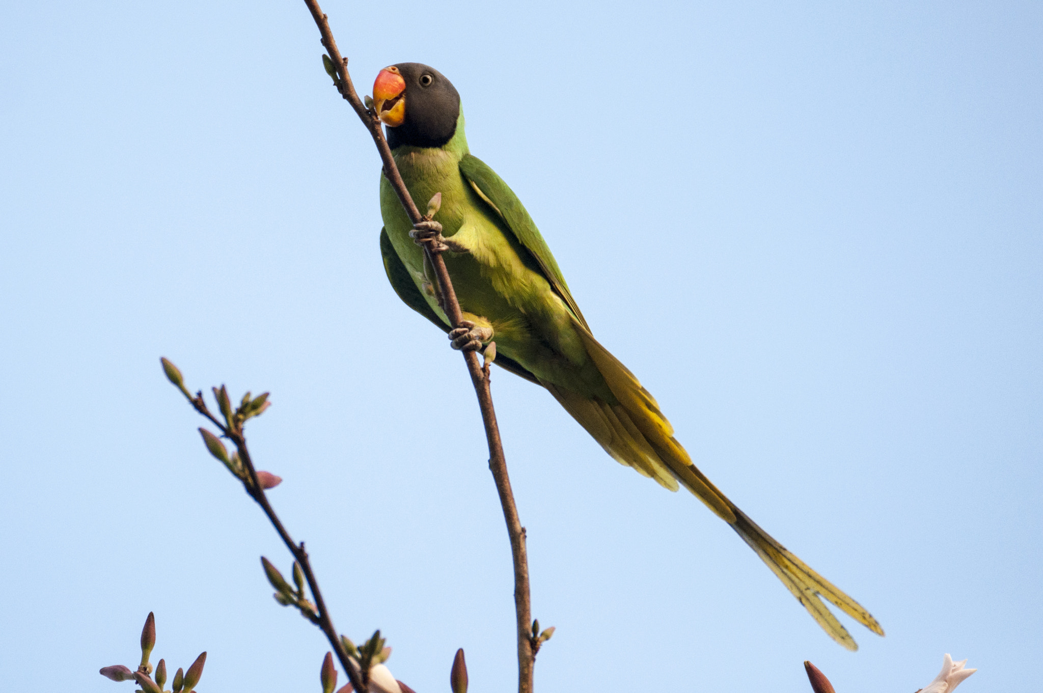 Sigma 120-300mm F2.8 EX DG HSM sample photo. Green lantern photography