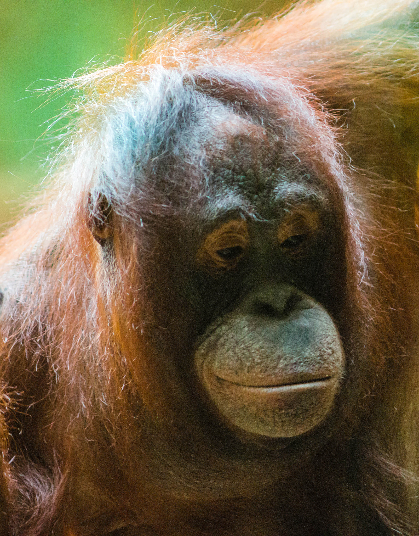 Canon EOS 70D + Canon EF 200mm F2.8L II USM sample photo. Orangutan photography