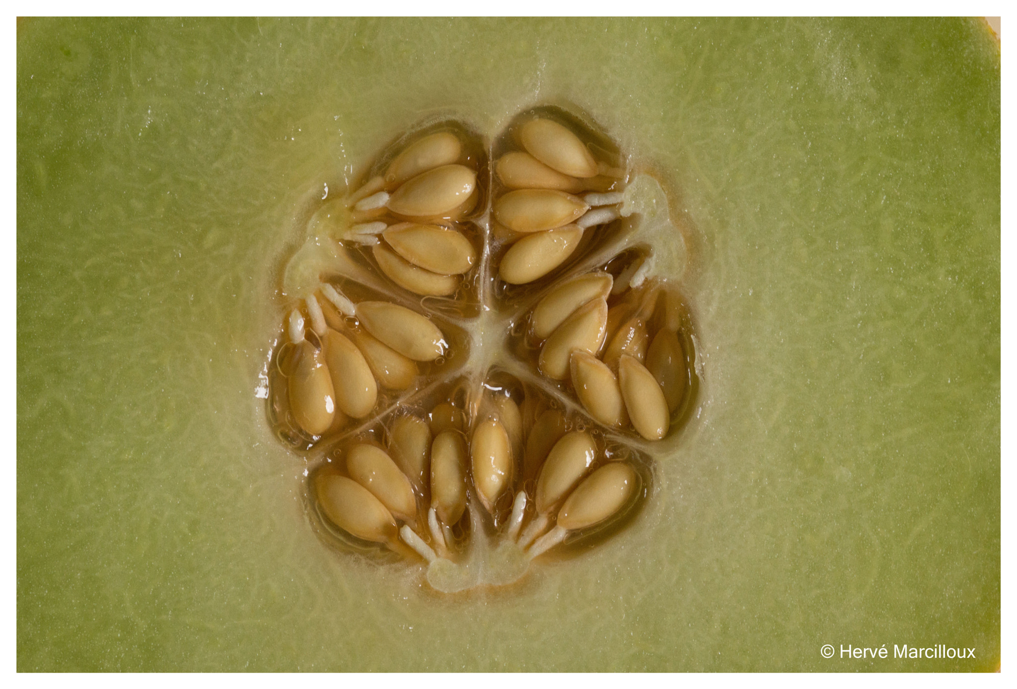 Sony SLT-A77 + 105mm F2.8 sample photo. Melon photography