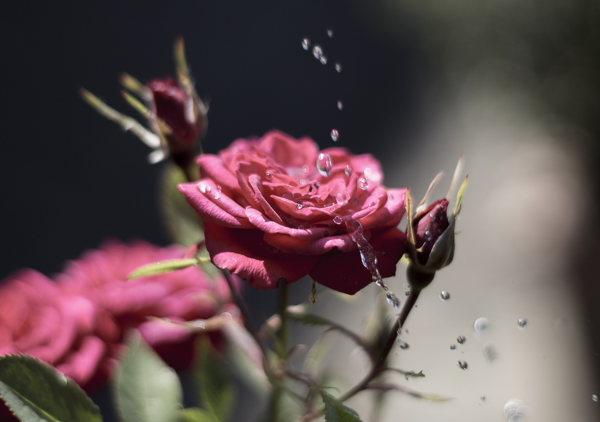 Canon EF 50mm F1.8 II sample photo. Bravone photography