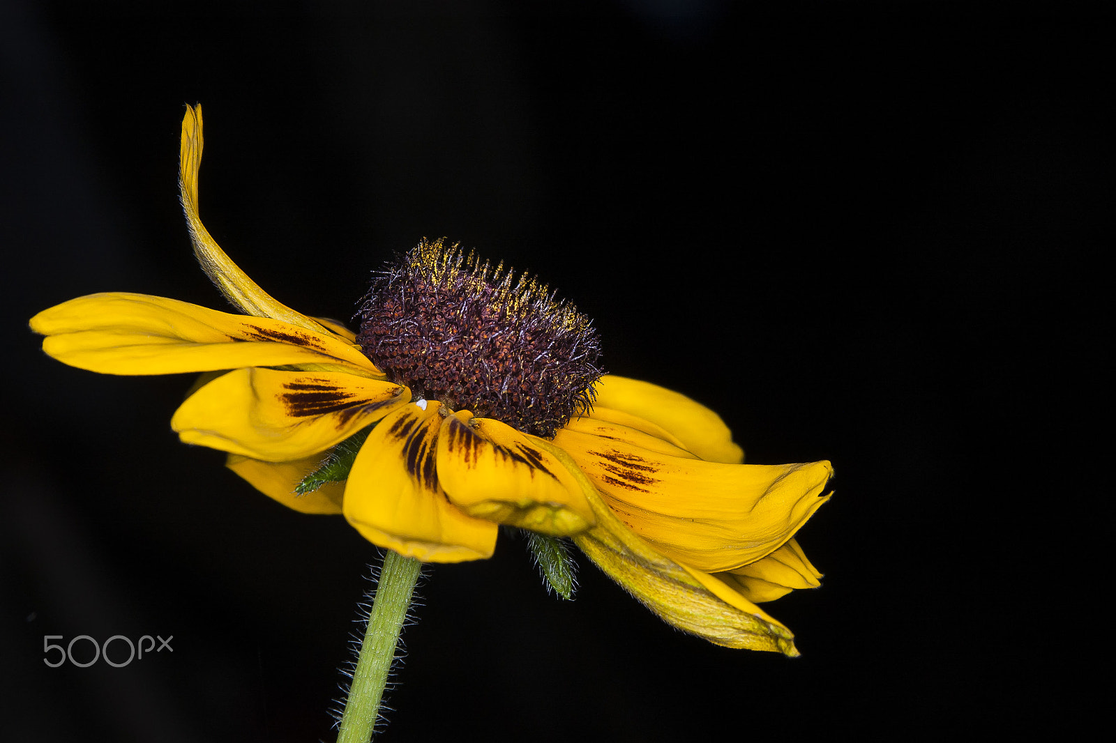 AF Zoom-Nikkor 28-105mm f/3.5-4.5D IF sample photo. Low key daisy pic photography