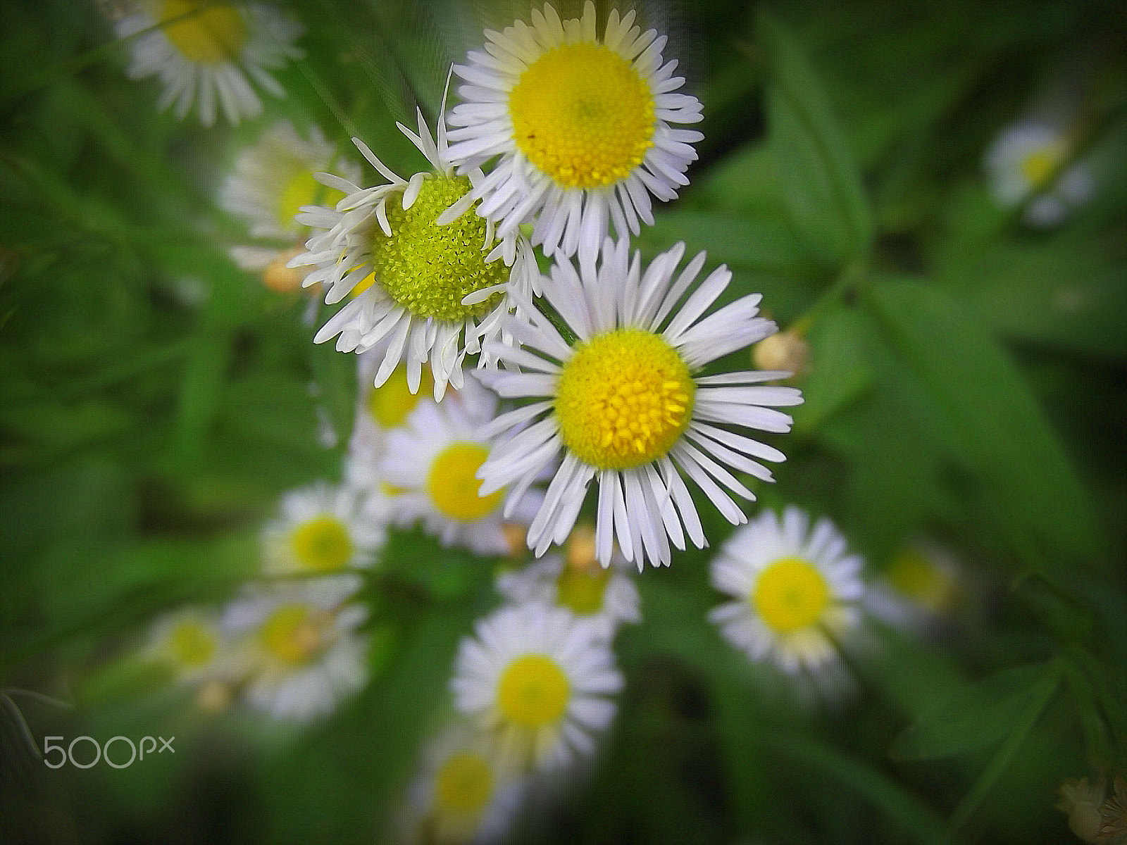 Fujifilm FinePix T310 sample photo. Small flowers in the garden photography