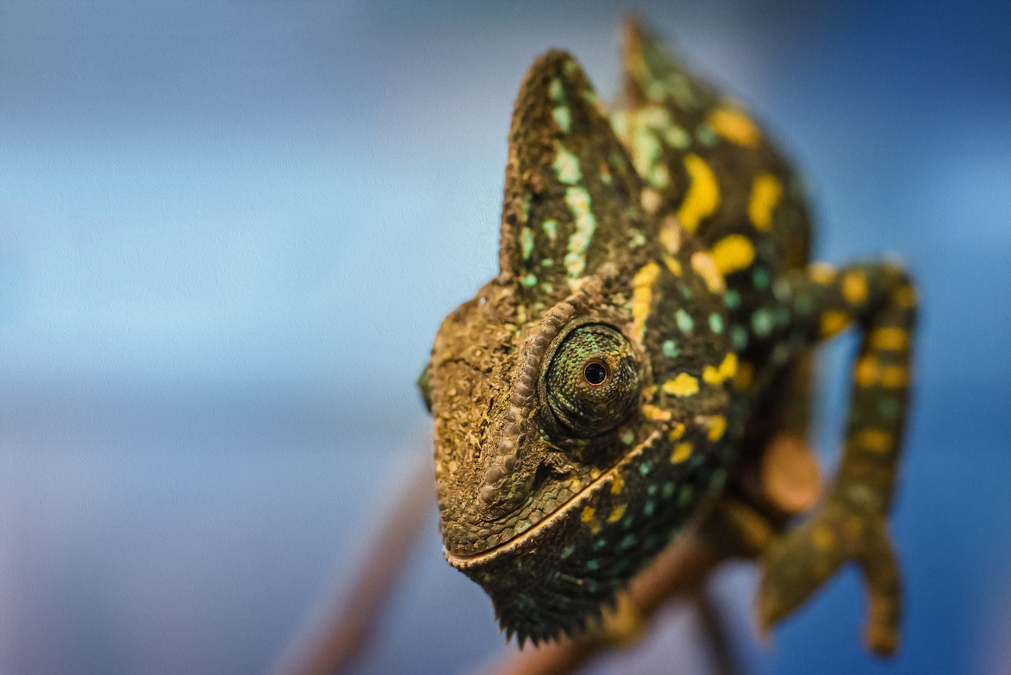 Tamron SP 35mm F1.8 Di VC USD sample photo. Look into my eyes photography