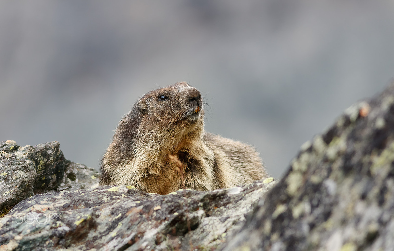 Canon EOS 760D (EOS Rebel T6s / EOS 8000D) + Canon EF 400mm F5.6L USM sample photo. Marmota marmota photography