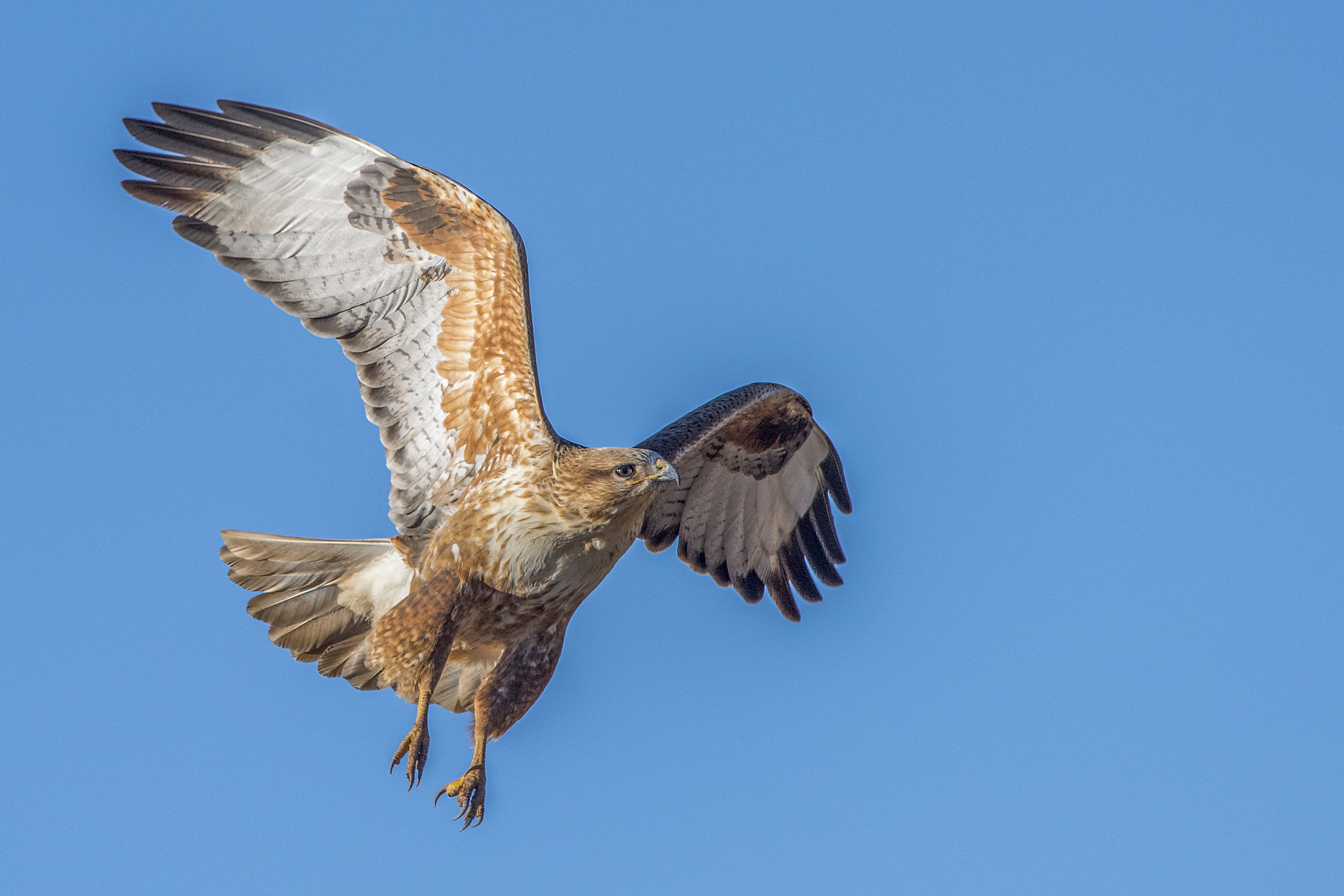 Nikon D810 + Nikon AF-S Nikkor 300mm F4D ED-IF sample photo. Long-legged buzzard photography