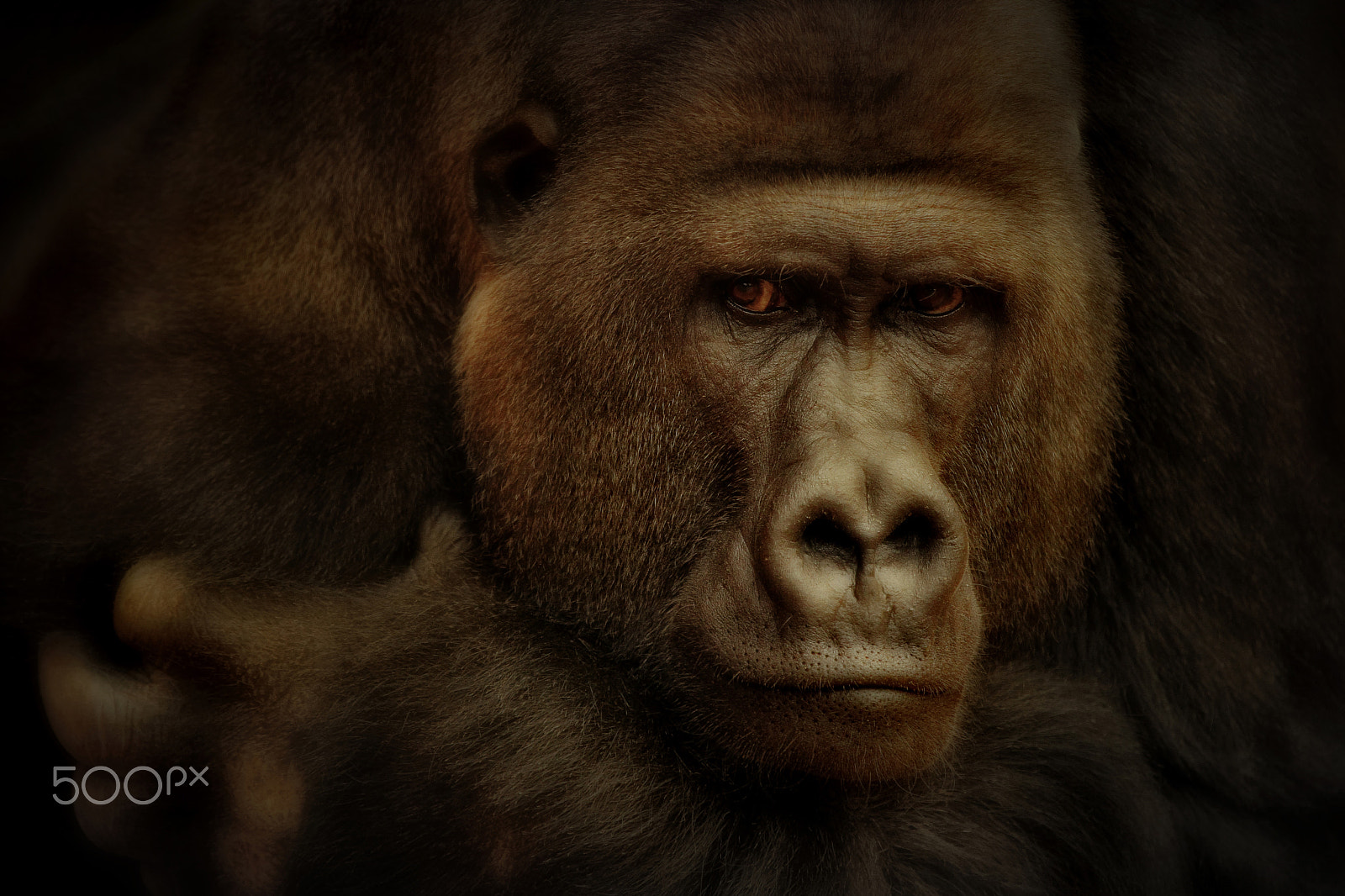Canon EF 70-200mm F2.8L IS II USM sample photo. Embracing myself .... photography