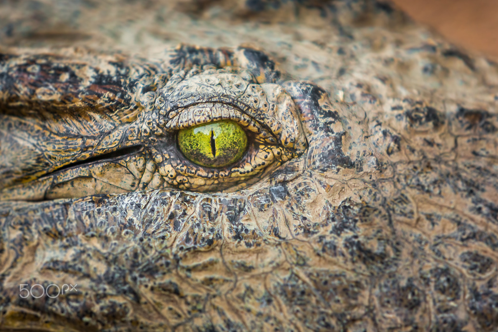Canon EOS-1D Mark II N sample photo. The eye photography