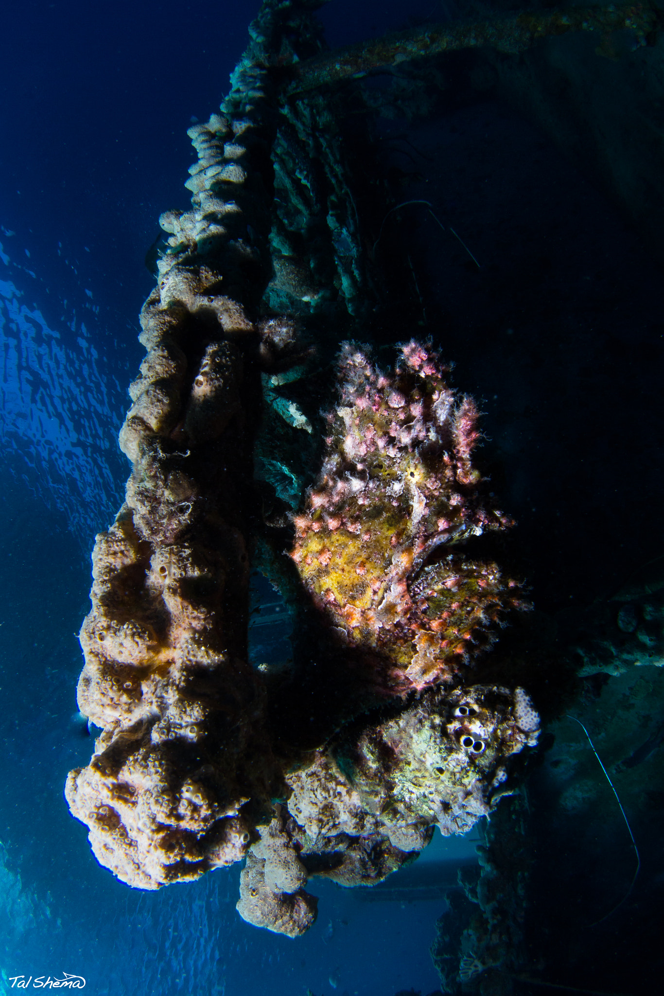 Canon EOS 650D (EOS Rebel T4i / EOS Kiss X6i) sample photo. Frog fish photography