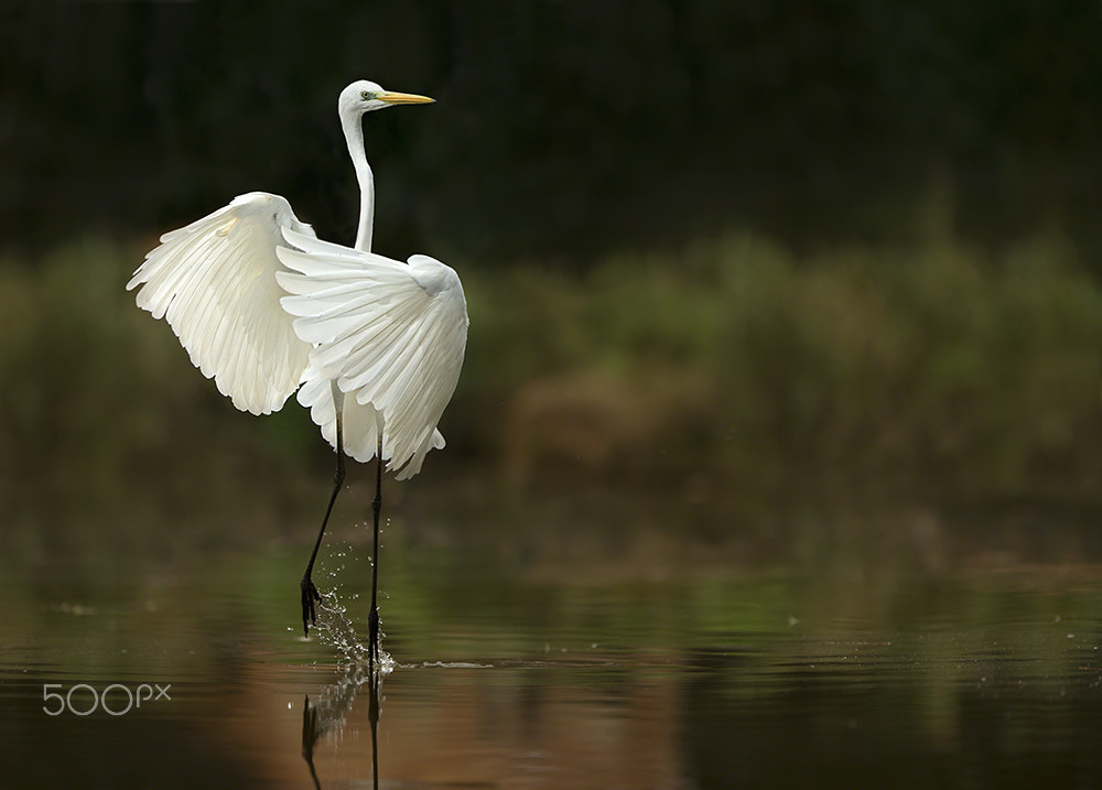 Canon EF 300mm F2.8L IS USM sample photo. Like a dancer photography