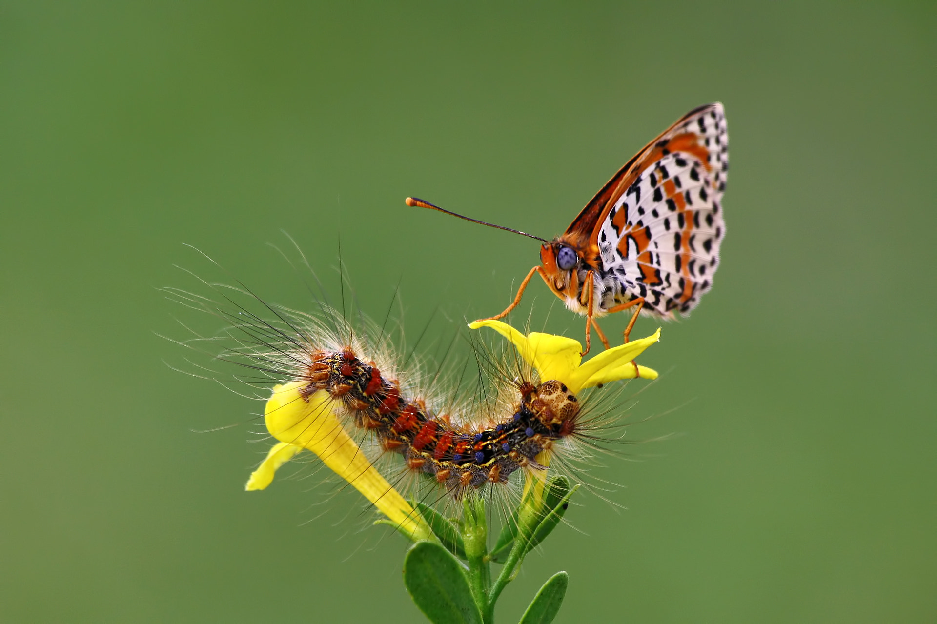 Sigma 70-300mm F4-5.6 APO DG Macro sample photo. The colors of nature photography