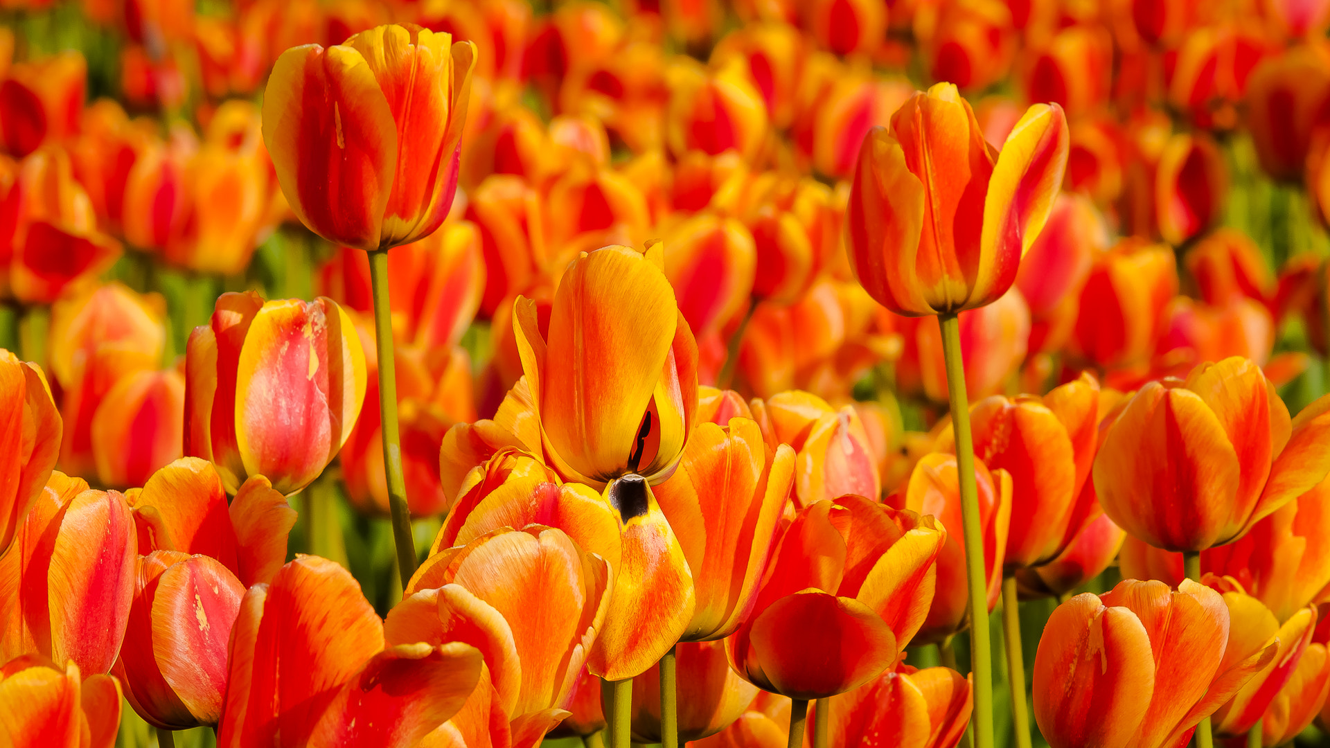 Nikon D300 + Sigma APO 100-300mm F4 EX IF HSM sample photo. Redorangetulips photography