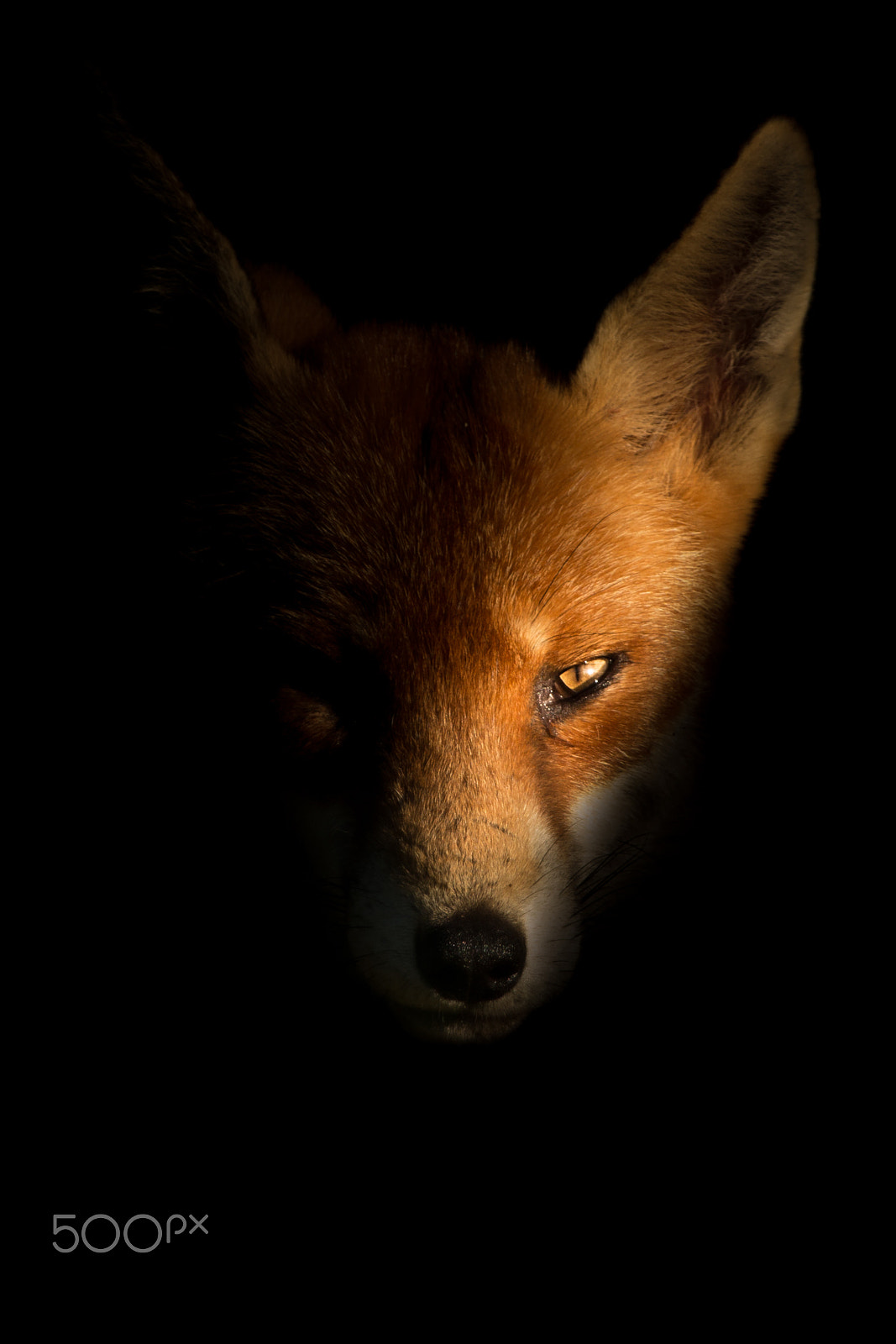 Canon EF 100-400mm F4.5-5.6L IS USM sample photo. Fox in the shadows photography