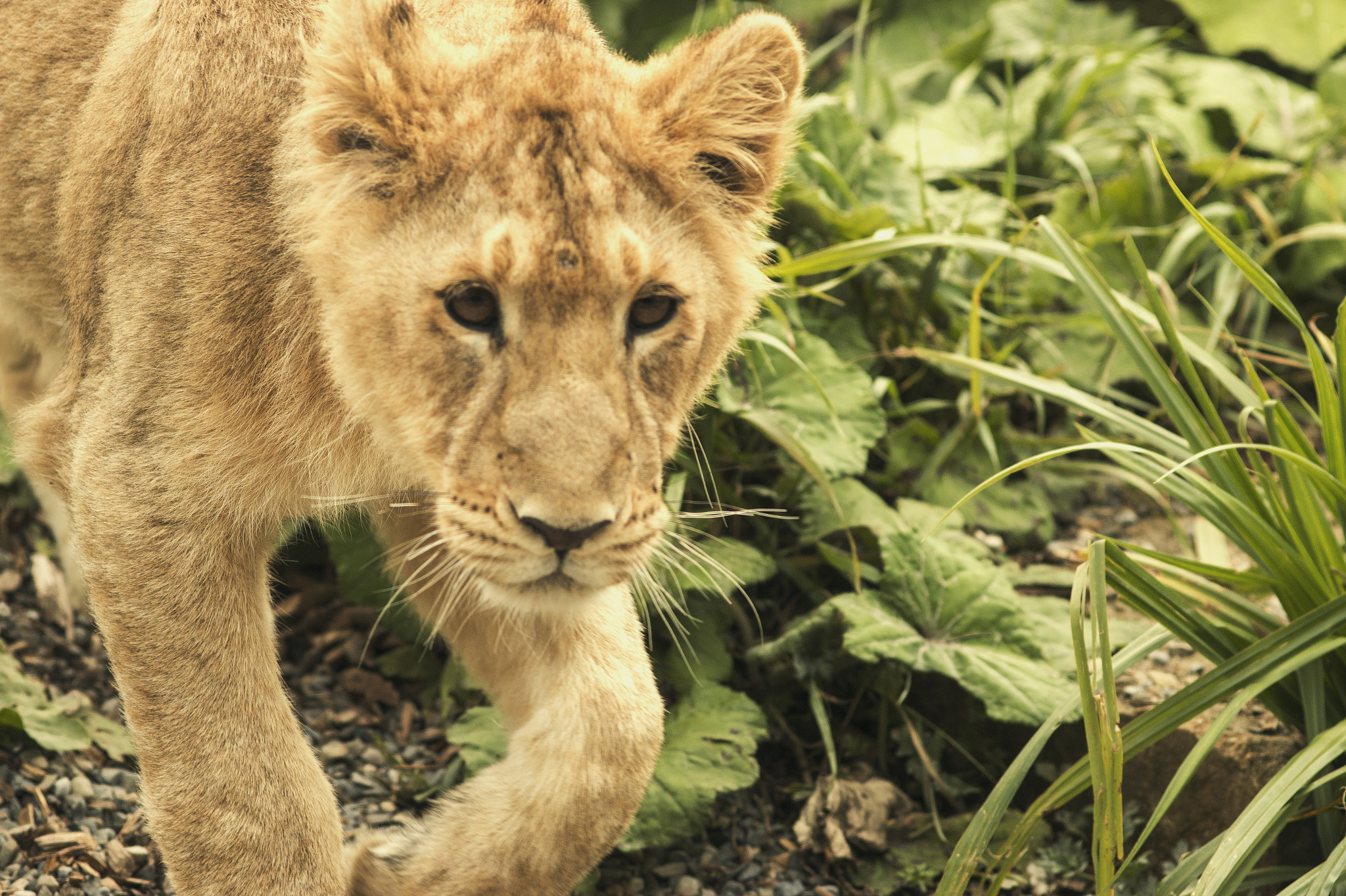 Canon EOS 70D + Canon EF 200mm F2.8L II USM sample photo. Little lion photography