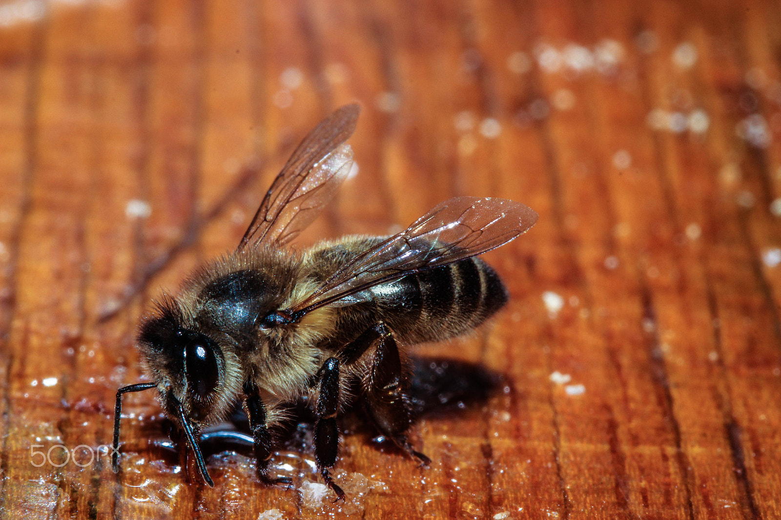 Canon EF-S 60mm F2.8 Macro USM sample photo. Bee in macro photography