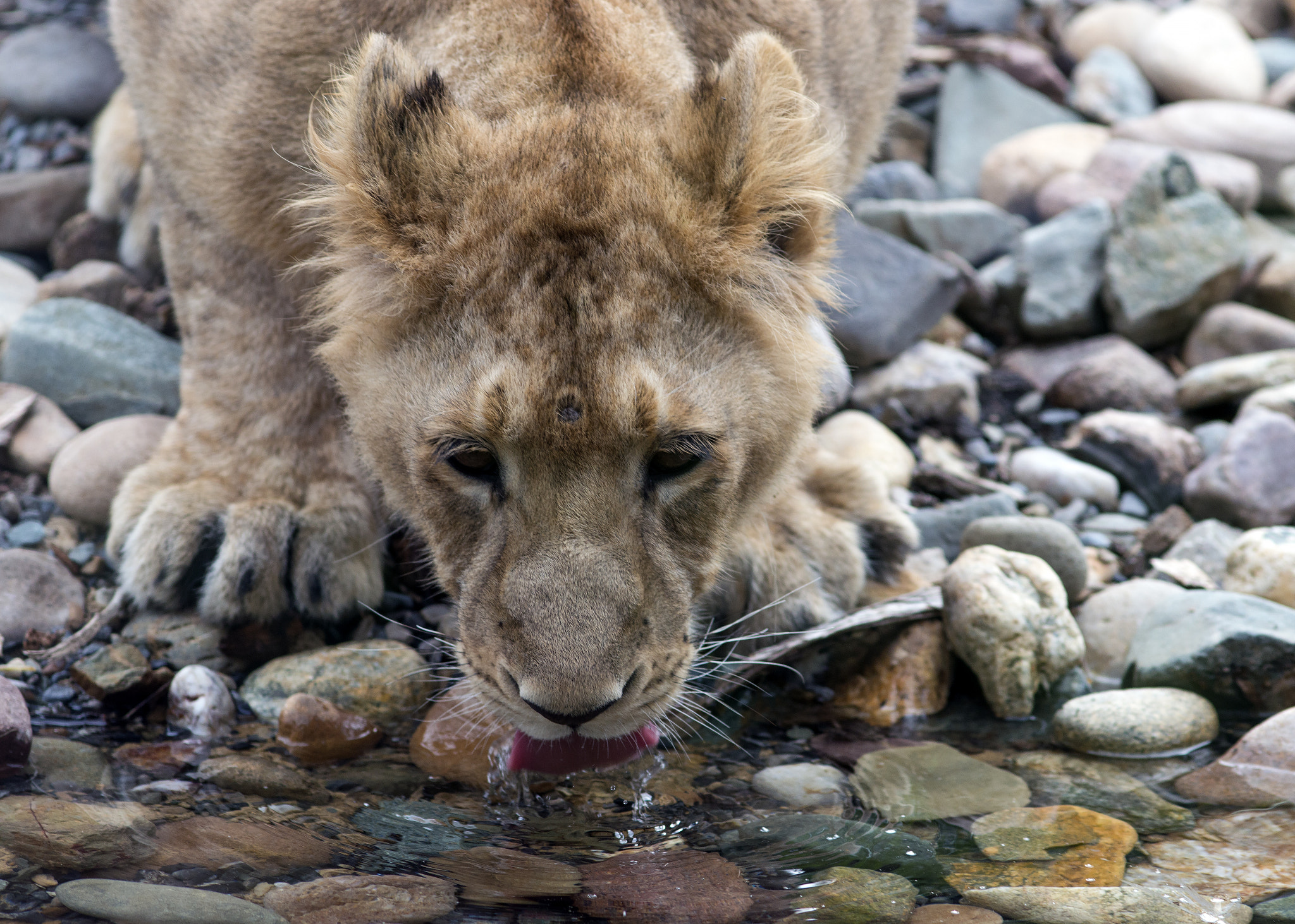 Canon EOS 70D + Canon EF 200mm F2.8L II USM sample photo. Thirsty lion photography