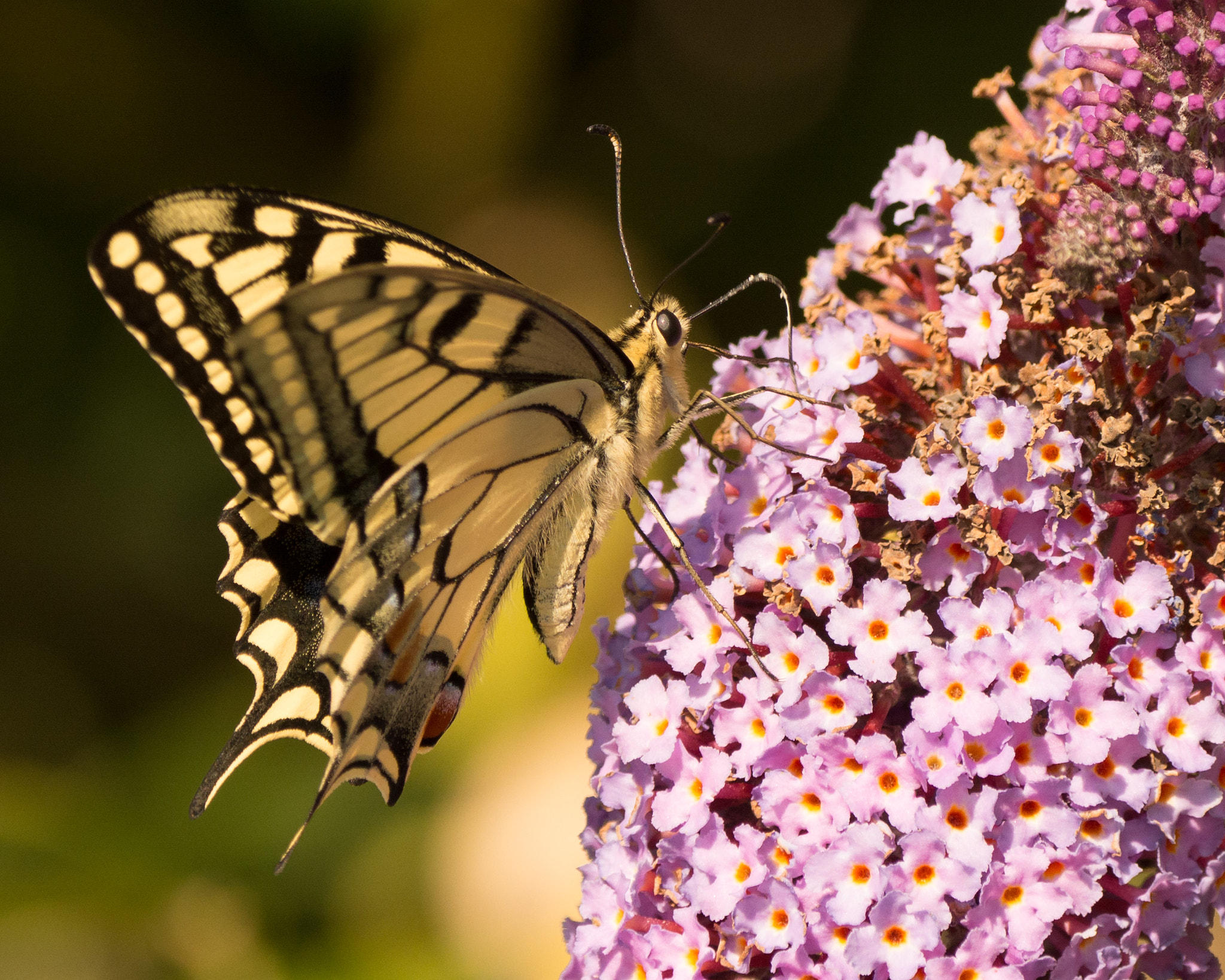 Nikon D7100 + Nikon AF-S Nikkor 80-400mm F4.5-5.6G ED VR sample photo. Swallowtail photography