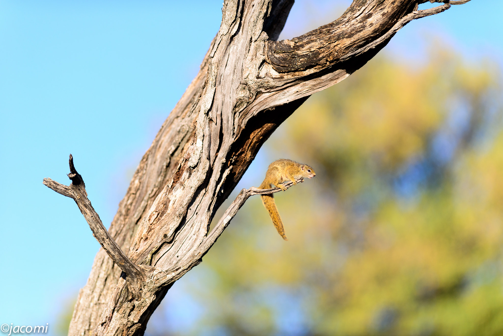 Nikon D800 + Nikon AF-S Nikkor 300mm F2.8G ED-IF VR sample photo