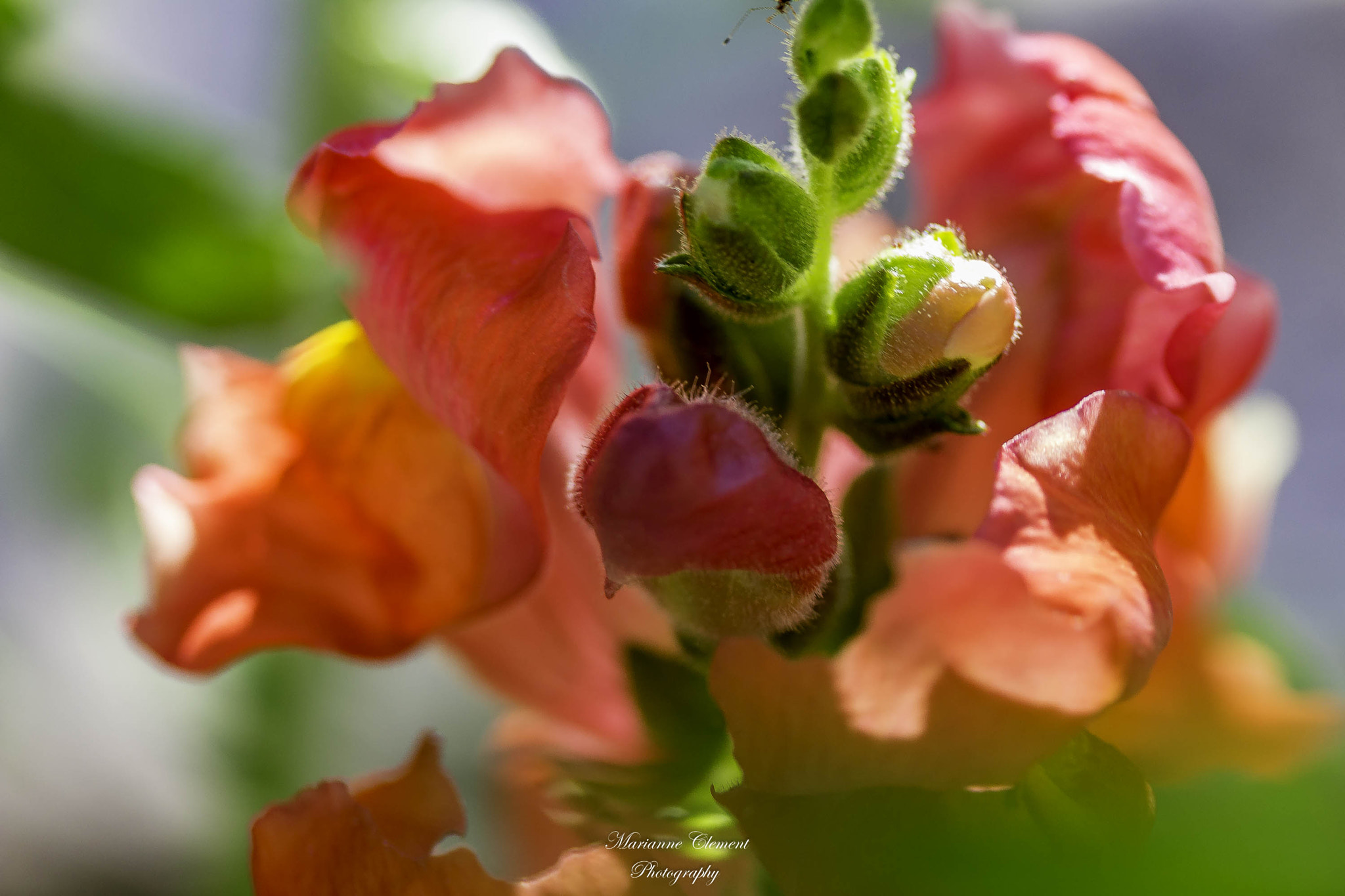 Canon EF-S 60mm F2.8 Macro USM sample photo. Can you find the ant? photography