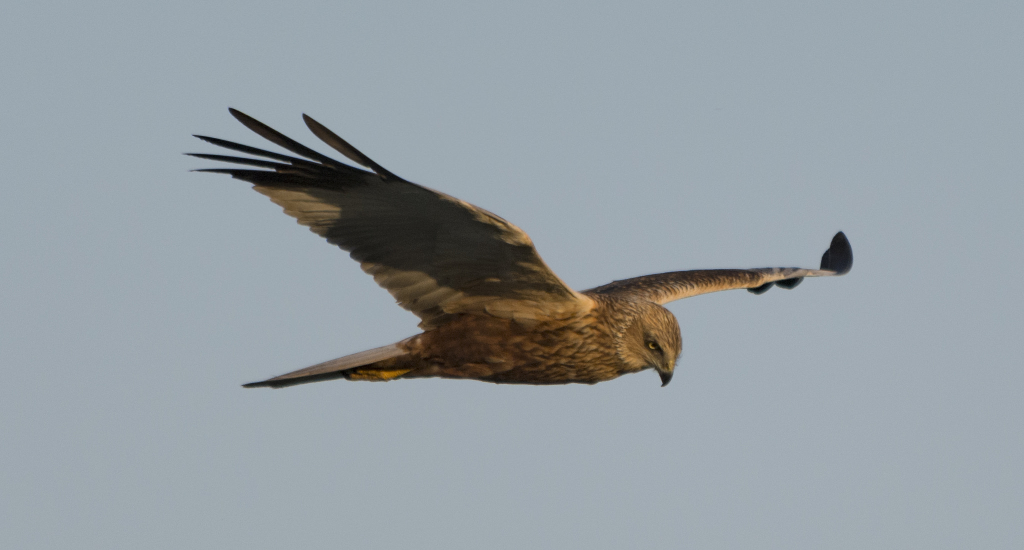 Sigma 150-500mm F5-6.3 DG OS HSM sample photo. Hunting photography